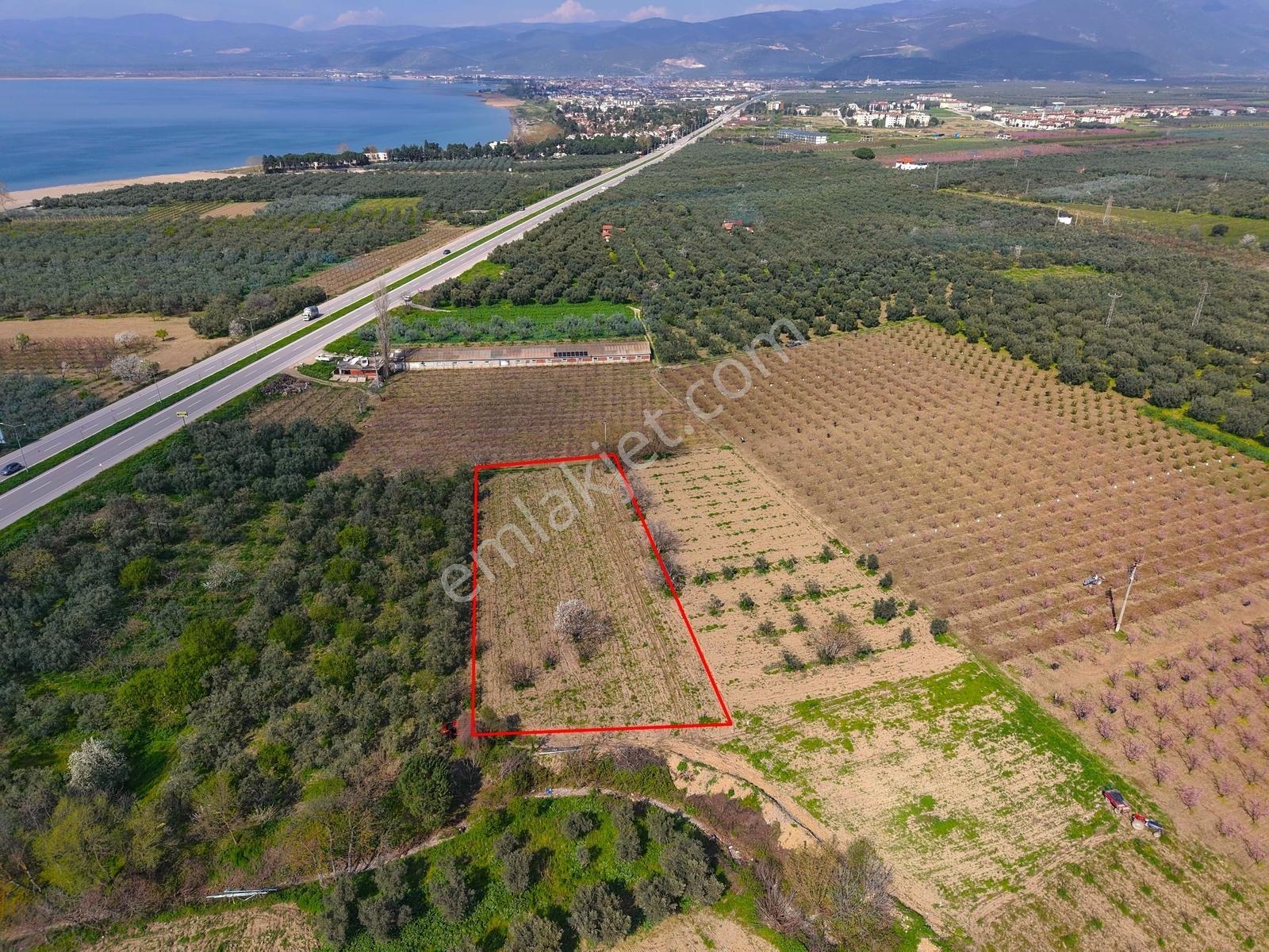 İznik Sahiline Yakın | 2.810 M² Kayısı Tarlası | - Görsel 6