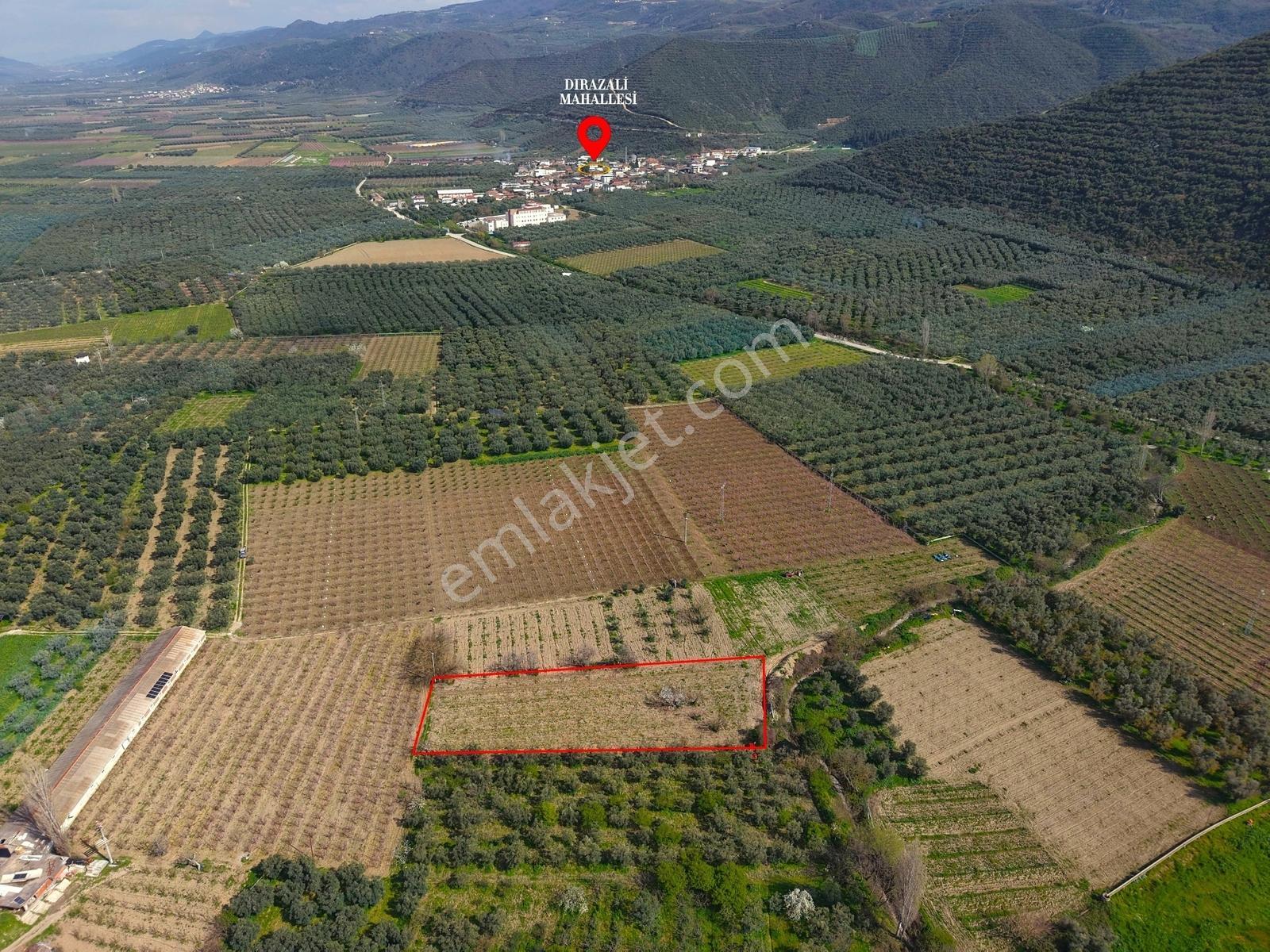 İznik Sahiline Yakın | 2.810 M² Kayısı Tarlası | - Görsel 9