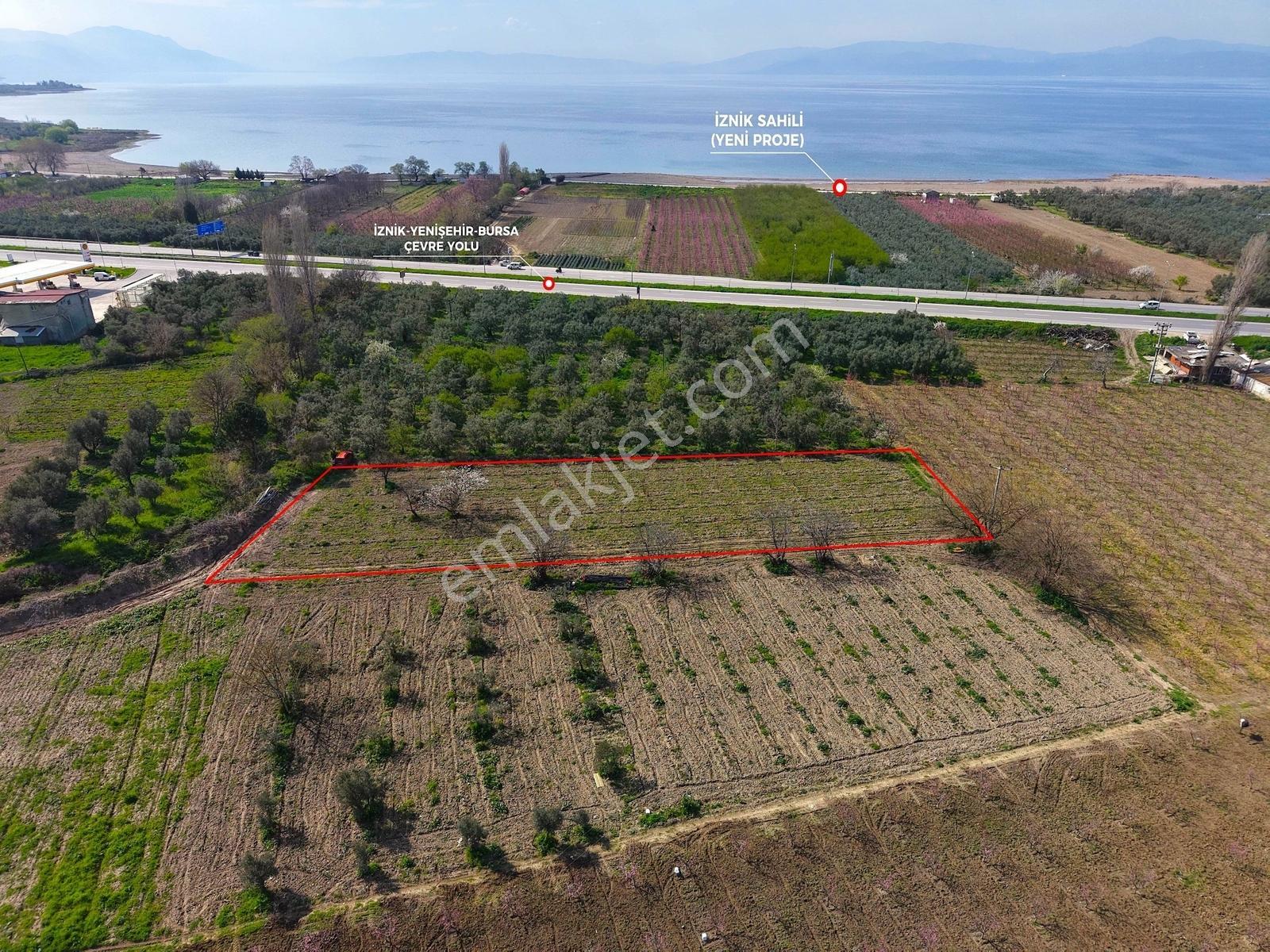 İznik Sahiline Yakın | 2.810 M² Kayısı Tarlası | - Görsel 7
