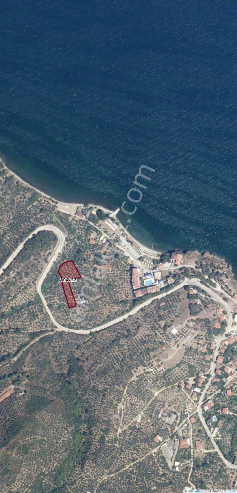 Mudanya Kumyaka'da Denize 150 Mt'de Zeytinlik
