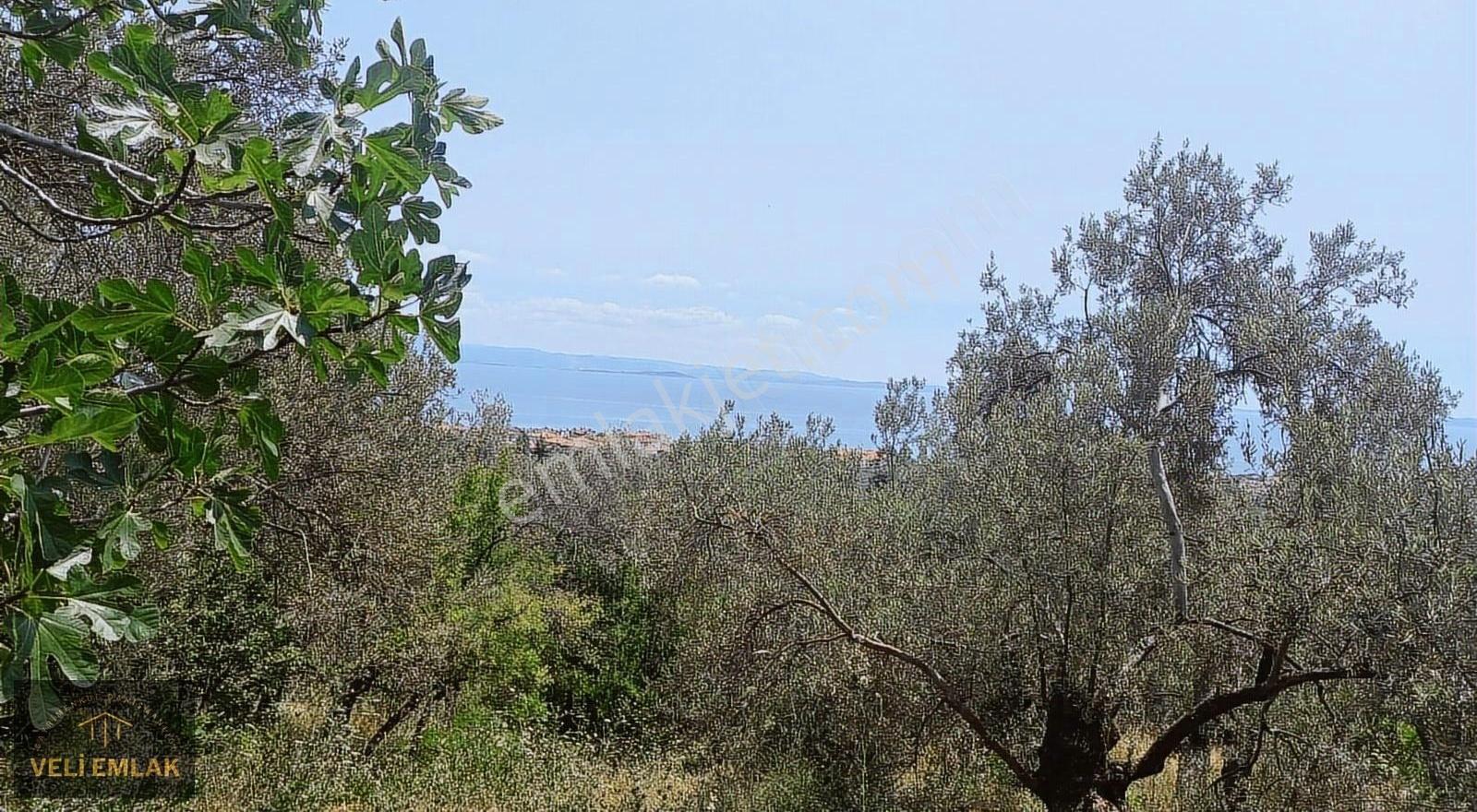 Deniz Ve Körfez Manzaralı Muhteşem Zeytinlik - Görsel 2