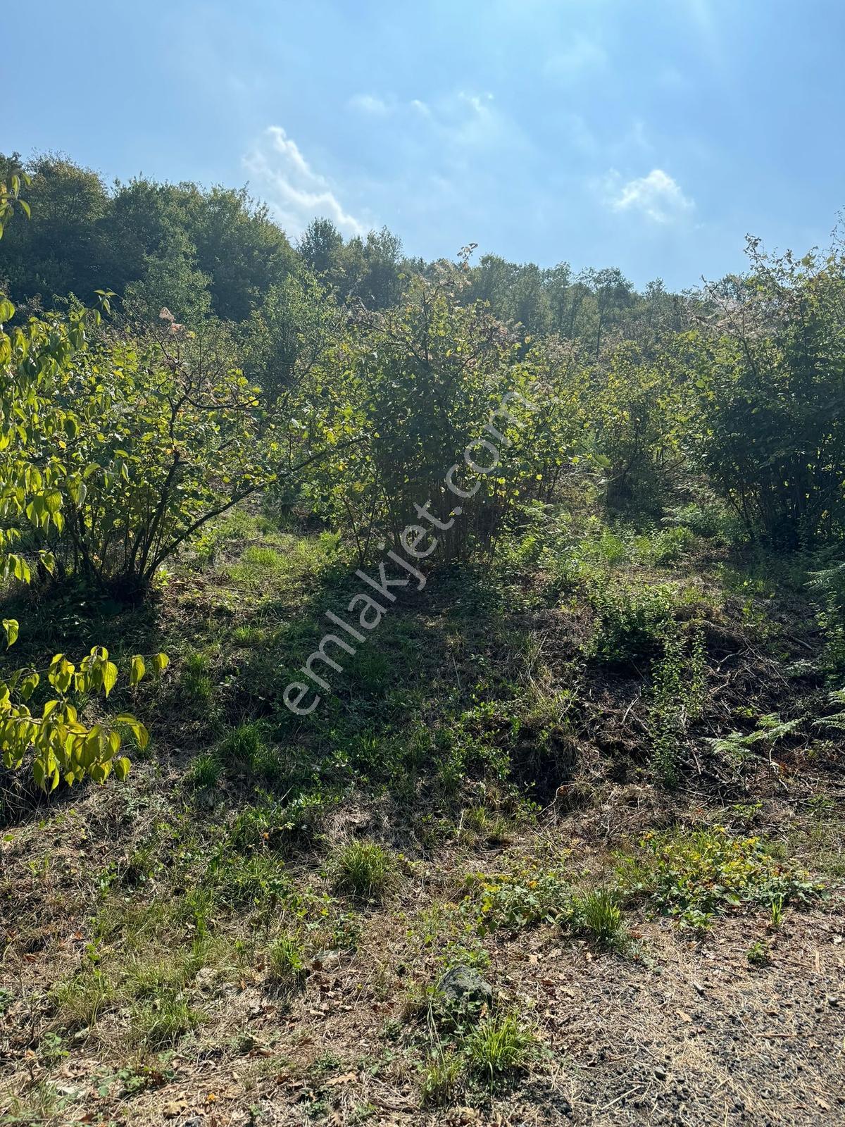 Beykoz Paşamandıra Mahallesi Satılık Tarlala / Arzu Gedikoğlu - Görsel 3