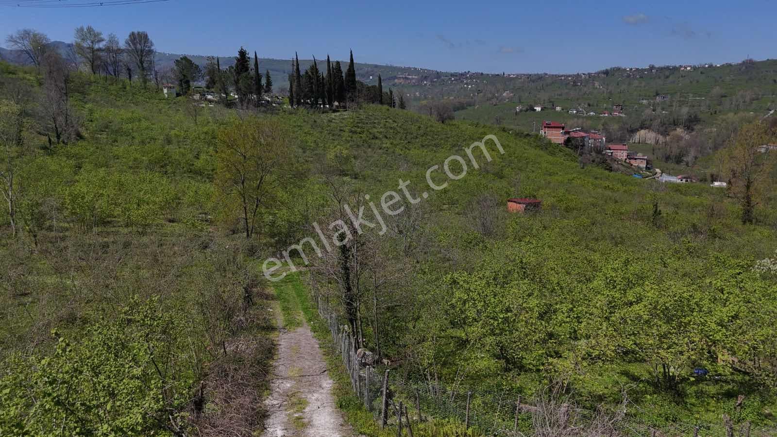 Ordu Kökenli Mahallesinde Satılık Arsa - Görsel 2