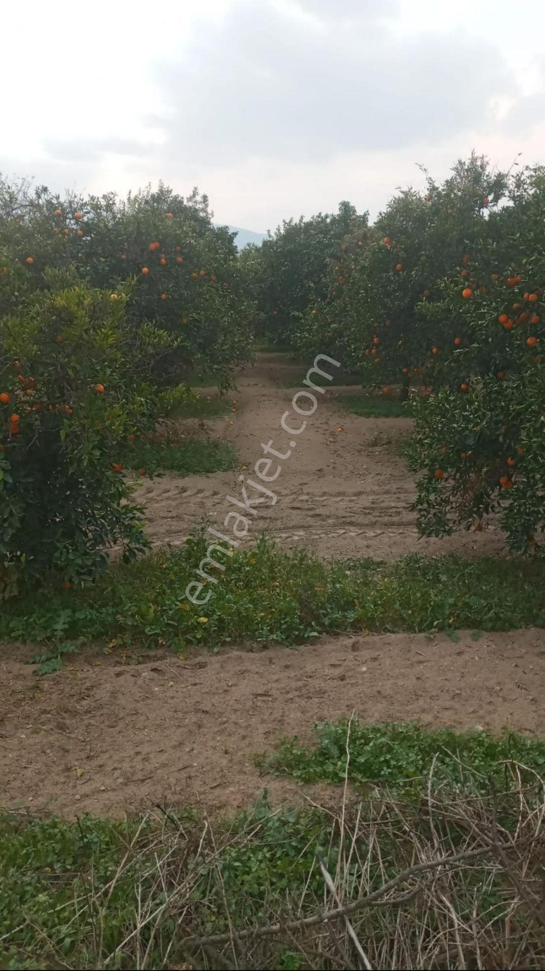 Kuyucak Beşeylül Mahallesinde Satılık Portakal Bahçesi - Görsel 8