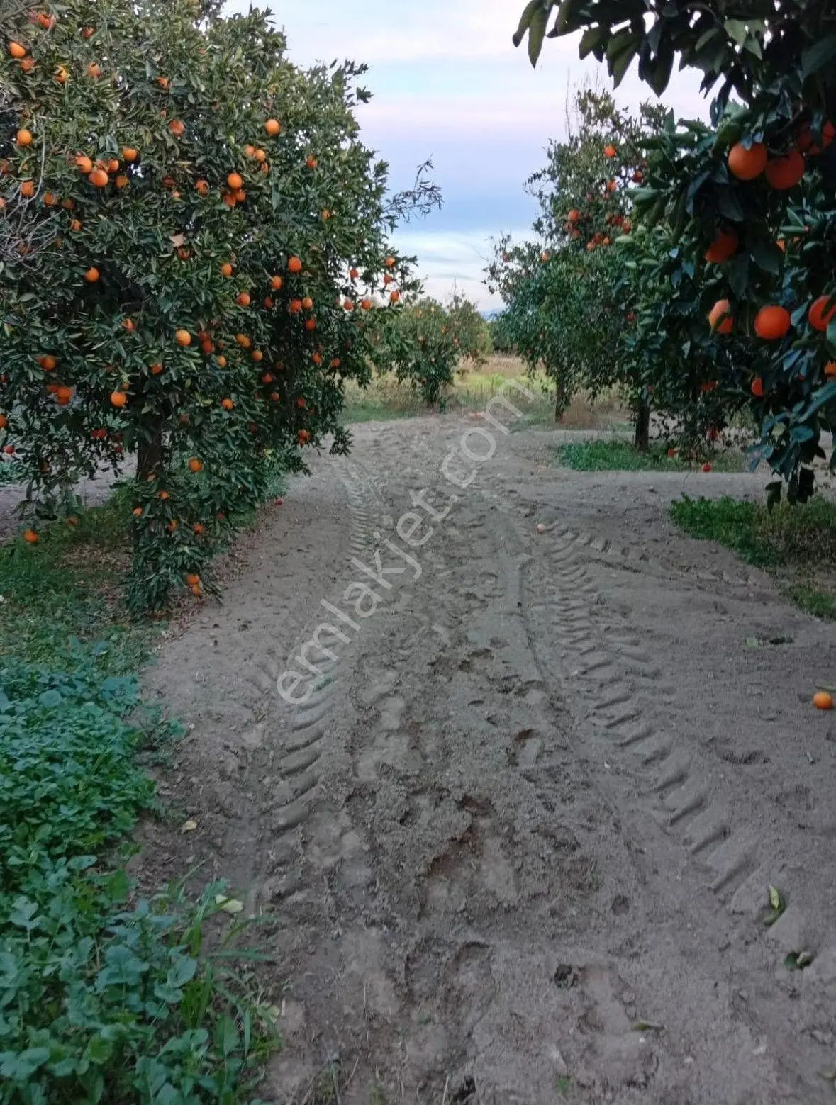 Kuyucak Beşeylül Mahallesinde Satılık Portakal Bahçesi - Görsel 4