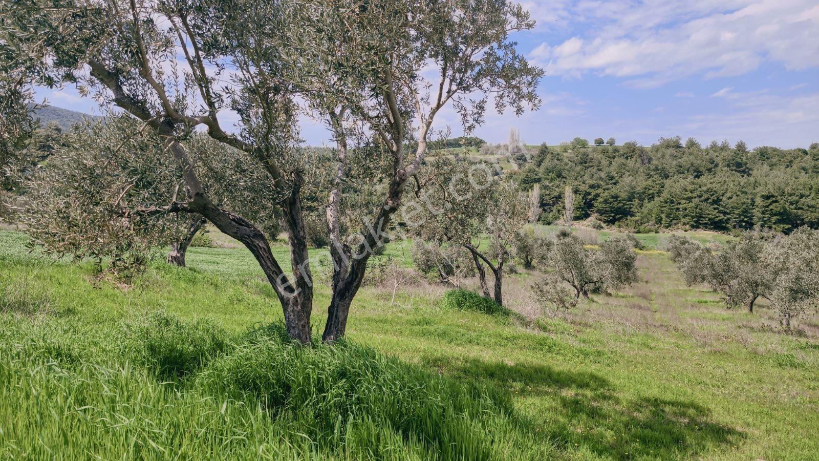 Eceabat İsmetpaşa Mah. 4600 M2 Alıcısına Kazandırır - Görsel 14