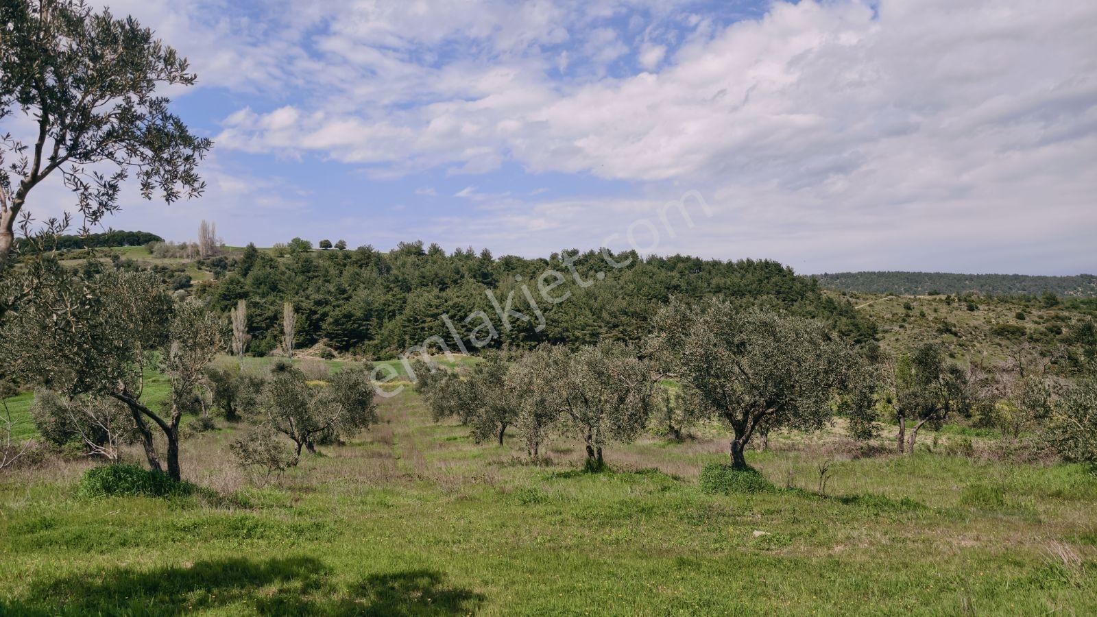 Eceabat İsmetpaşa Mah. 4600 M2 Alıcısına Kazandırır - Görsel 26