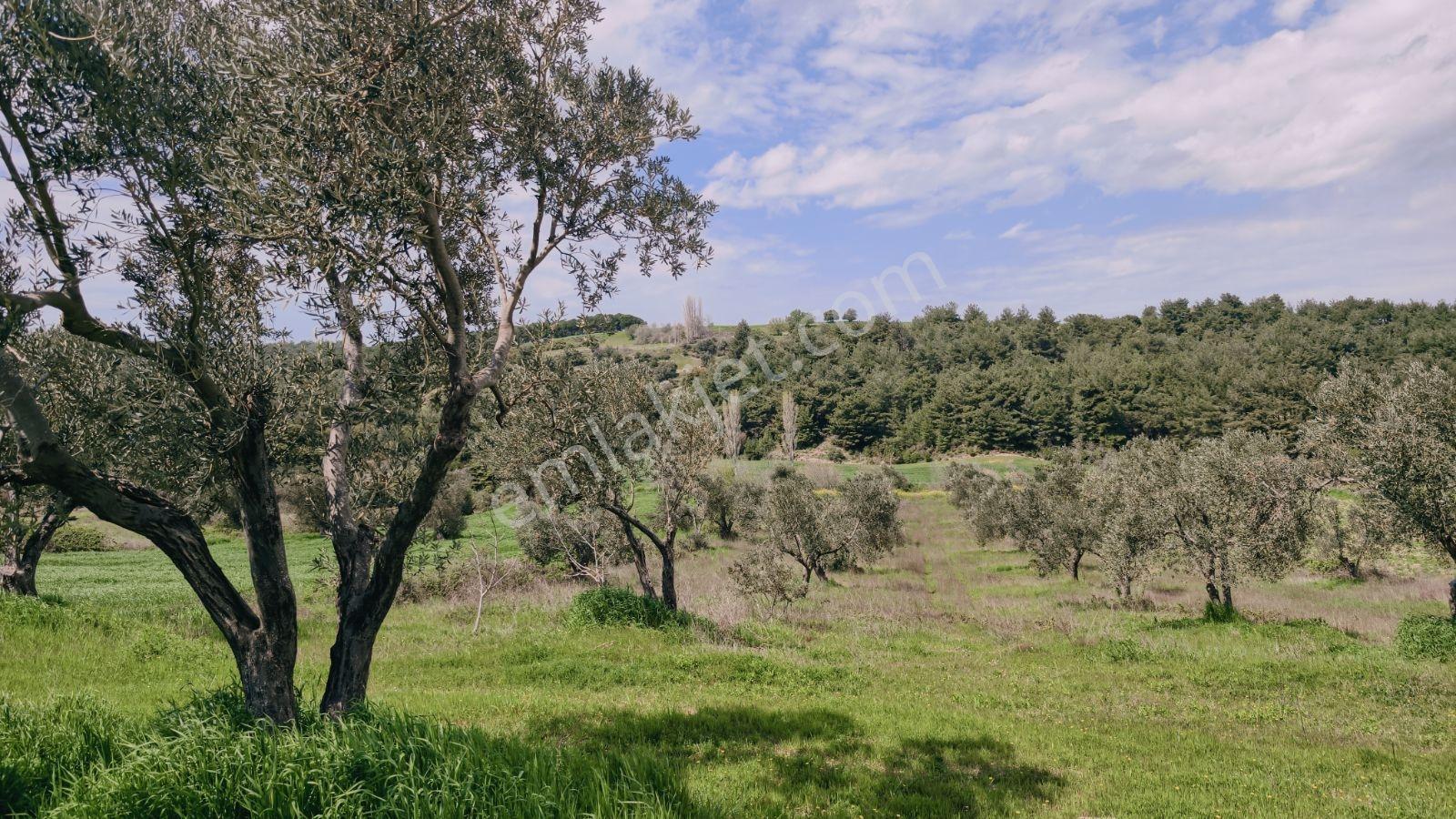 Eceabat İsmetpaşa Mah. 4600 M2 Alıcısına Kazandırır - Görsel 17