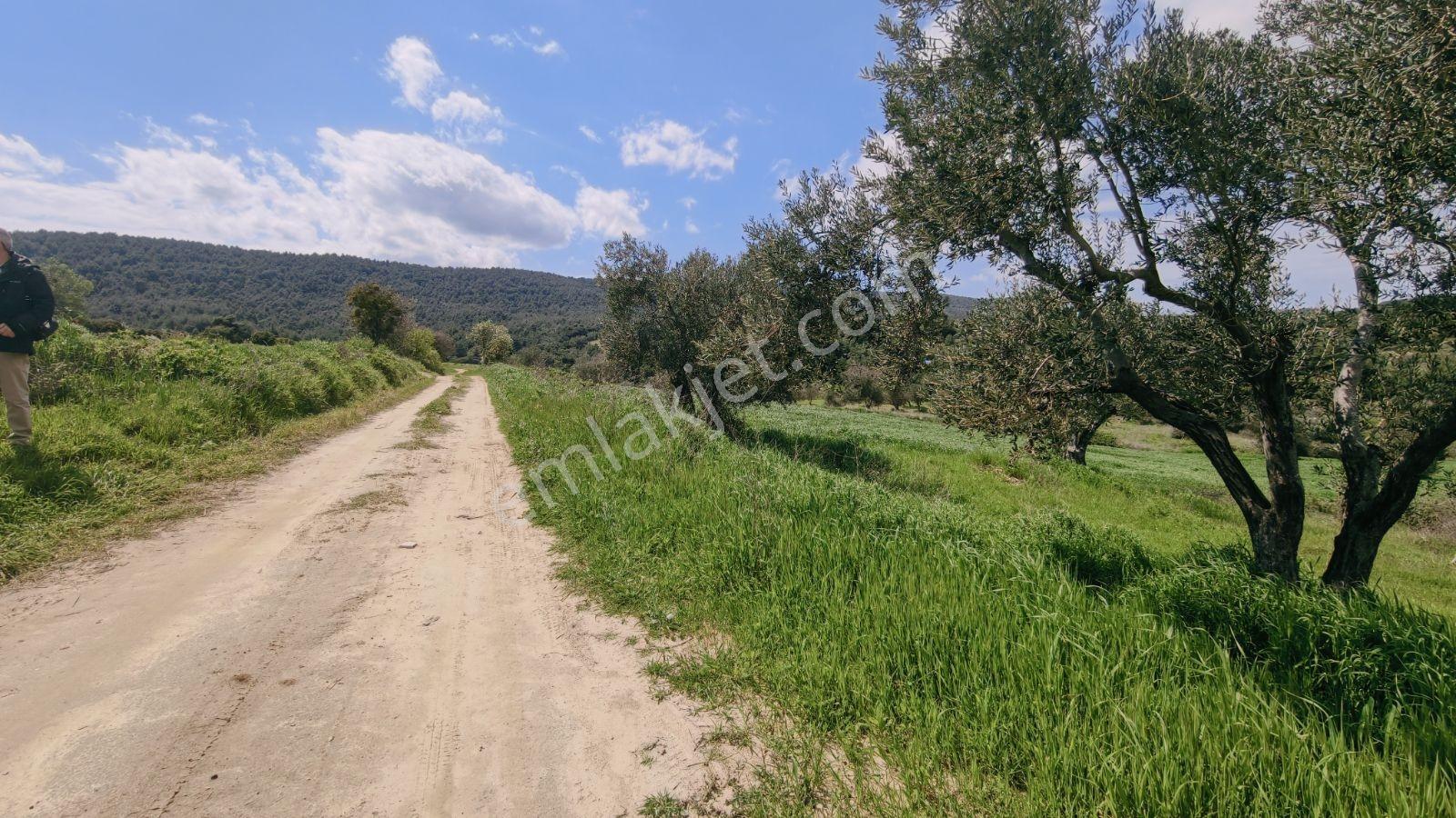 Eceabat İsmetpaşa Mah. 4600 M2 Alıcısına Kazandırır - Görsel 23