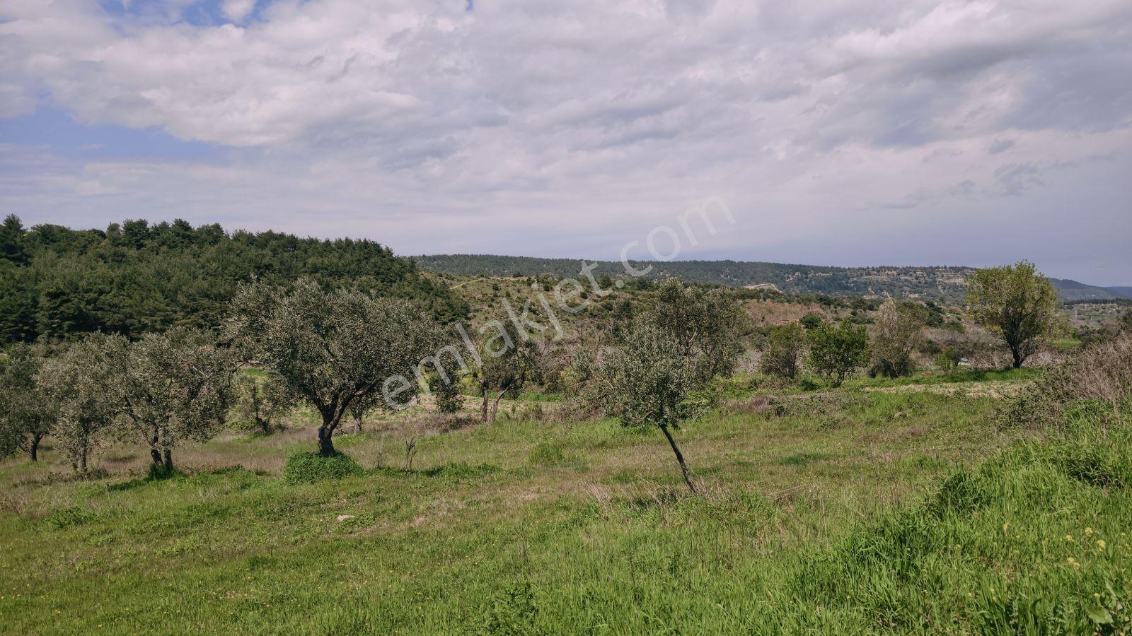 Eceabat İsmetpaşa Mah. 4600 M2 Alıcısına Kazandırır - Görsel 15