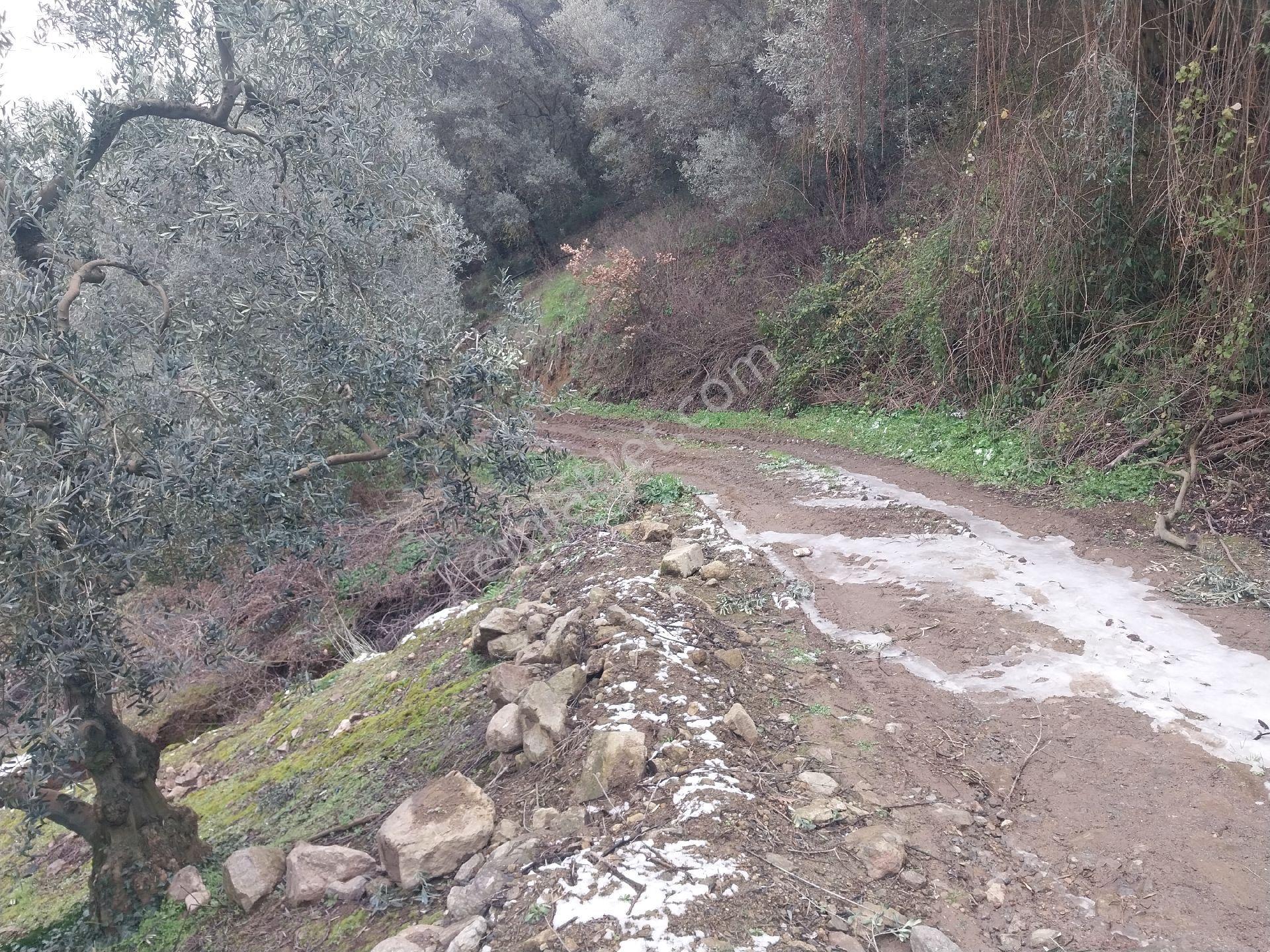 Sahibinden Satılık Zeytinlik Yolu Suyuvar Gölmanzaralı İznik Aydinlarda - Görsel 5