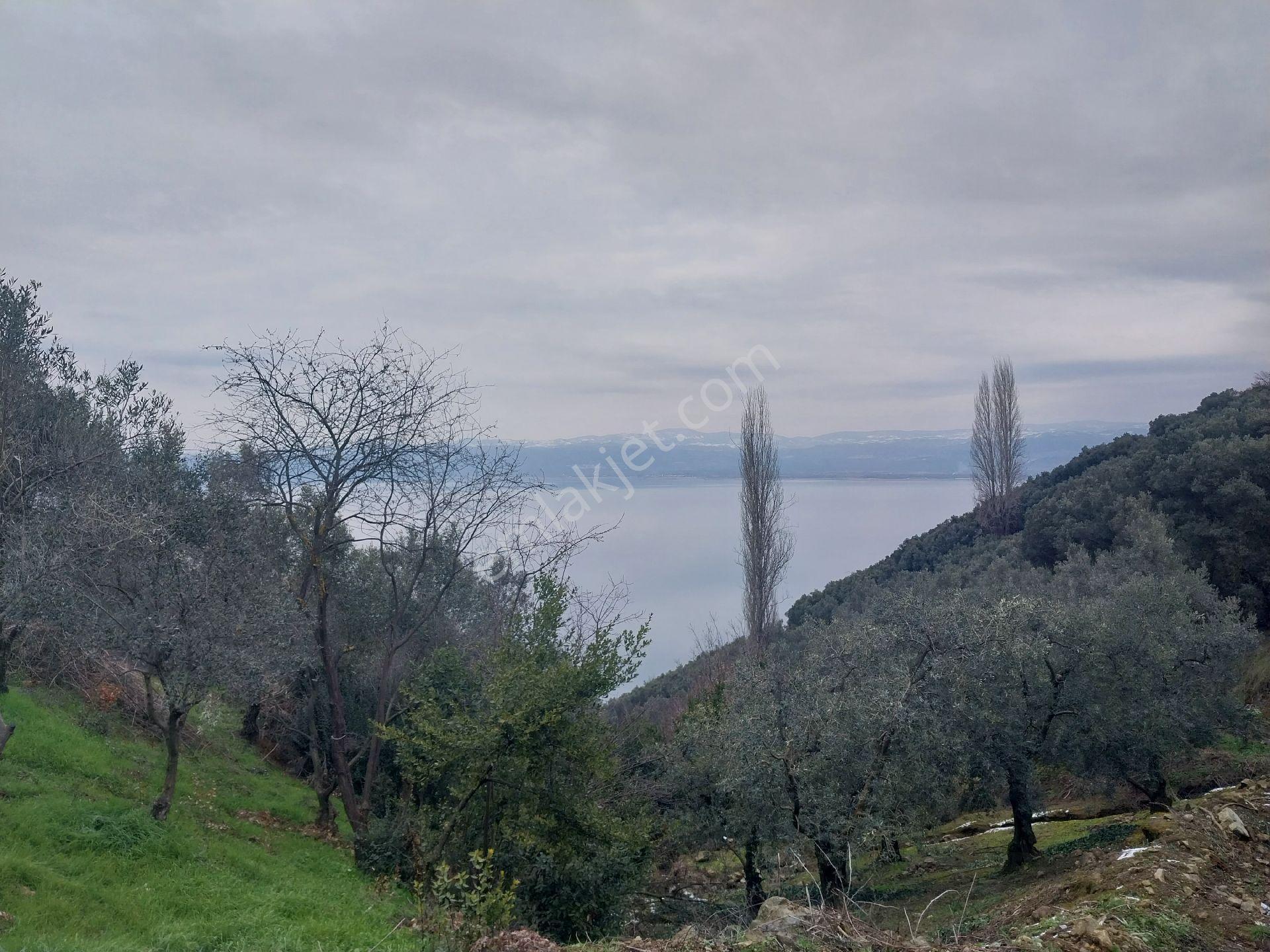 Sahibinden Satılık Zeytinlik Yolu Suyuvar Gölmanzaralı İznik Aydinlarda