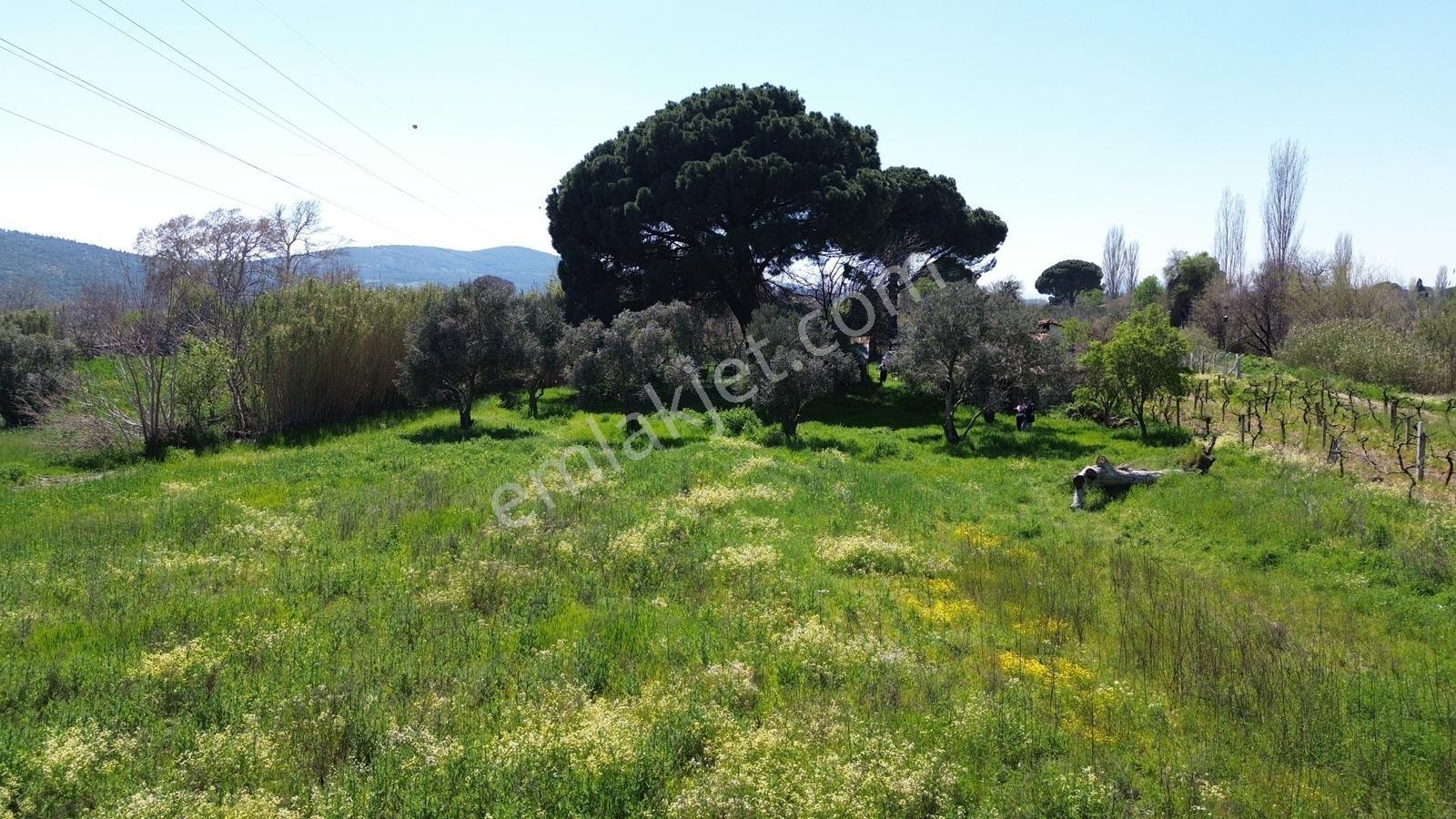 Bergama Atatürk Mahallesinde Bağlar'da Satılık 4.560m2 Bağ - Görsel 31