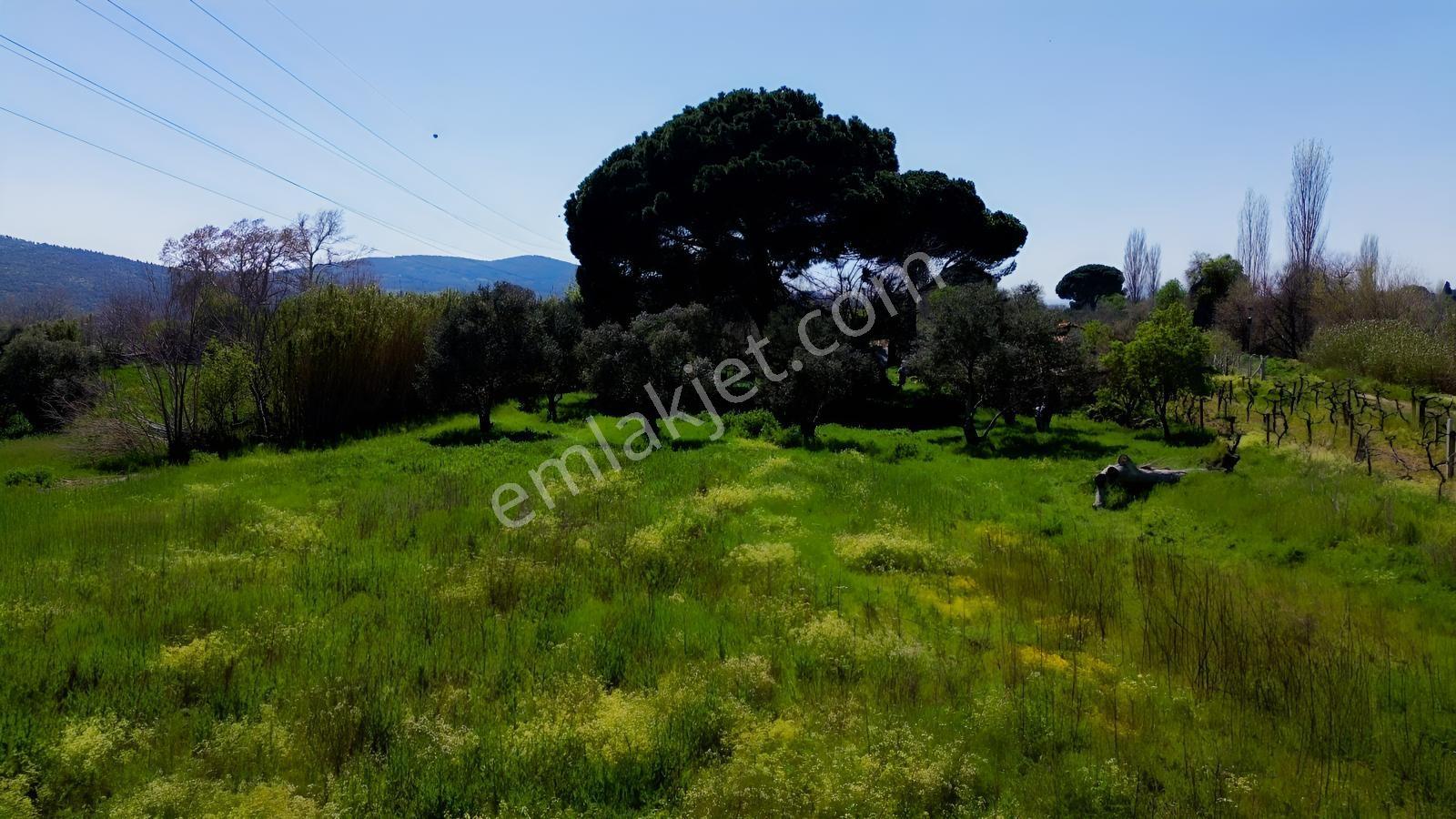 Bergama Atatürk Mahallesinde Bağlar'da Satılık 4.560m2 Bağ - Görsel 27