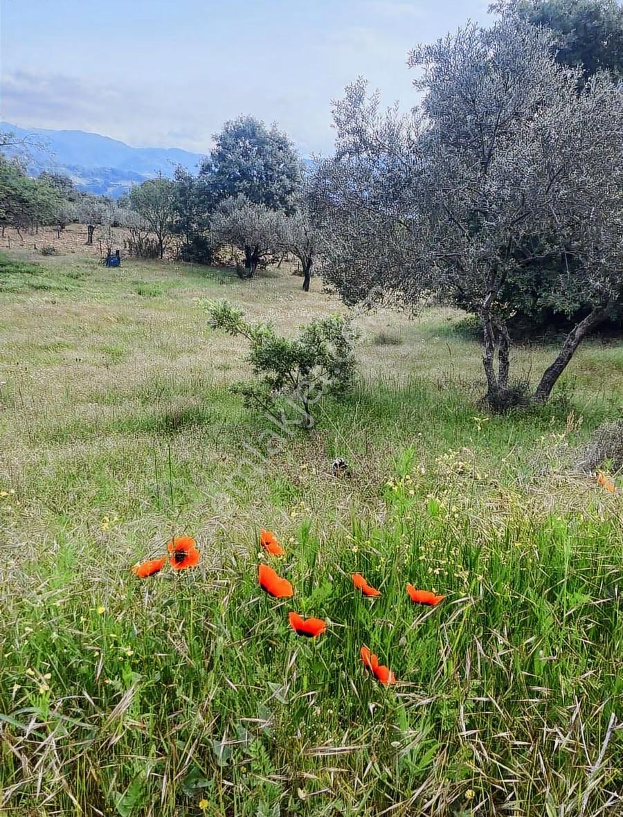 Hayvancılık İçin 7350 M2 Tarla - Görsel 12