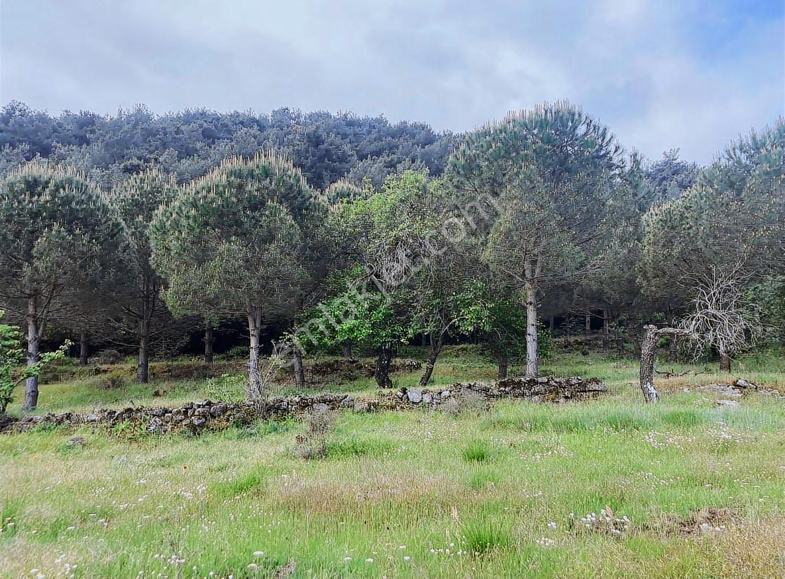 Hayvancılık İçin 7350 M2 Tarla - Görsel 8