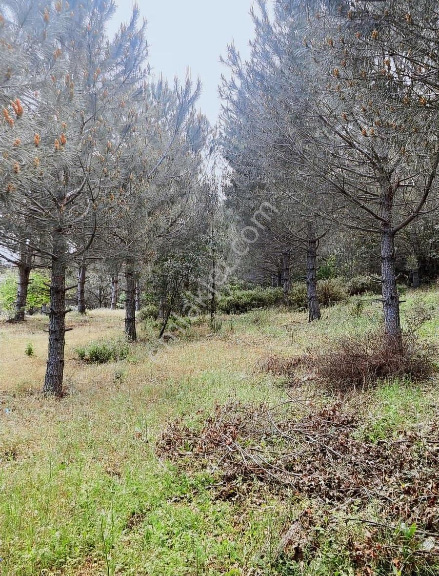 Hayvancılık İçin 7350 M2 Tarla - Görsel 4