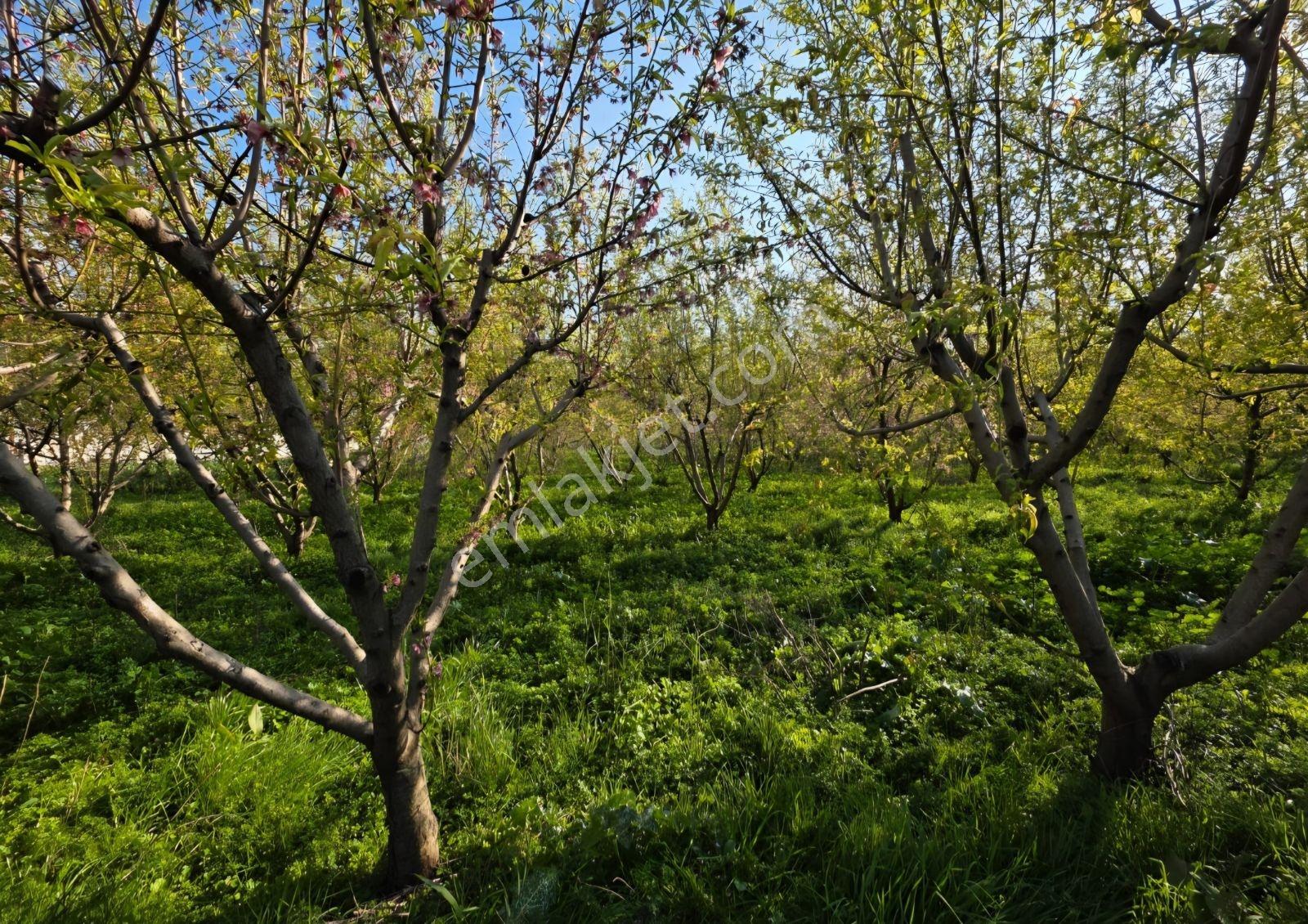 Yetkili Ofis-fethiye'ye 30km 100 Dönüm Şeftali Çiftliği Evleri - Görsel 5