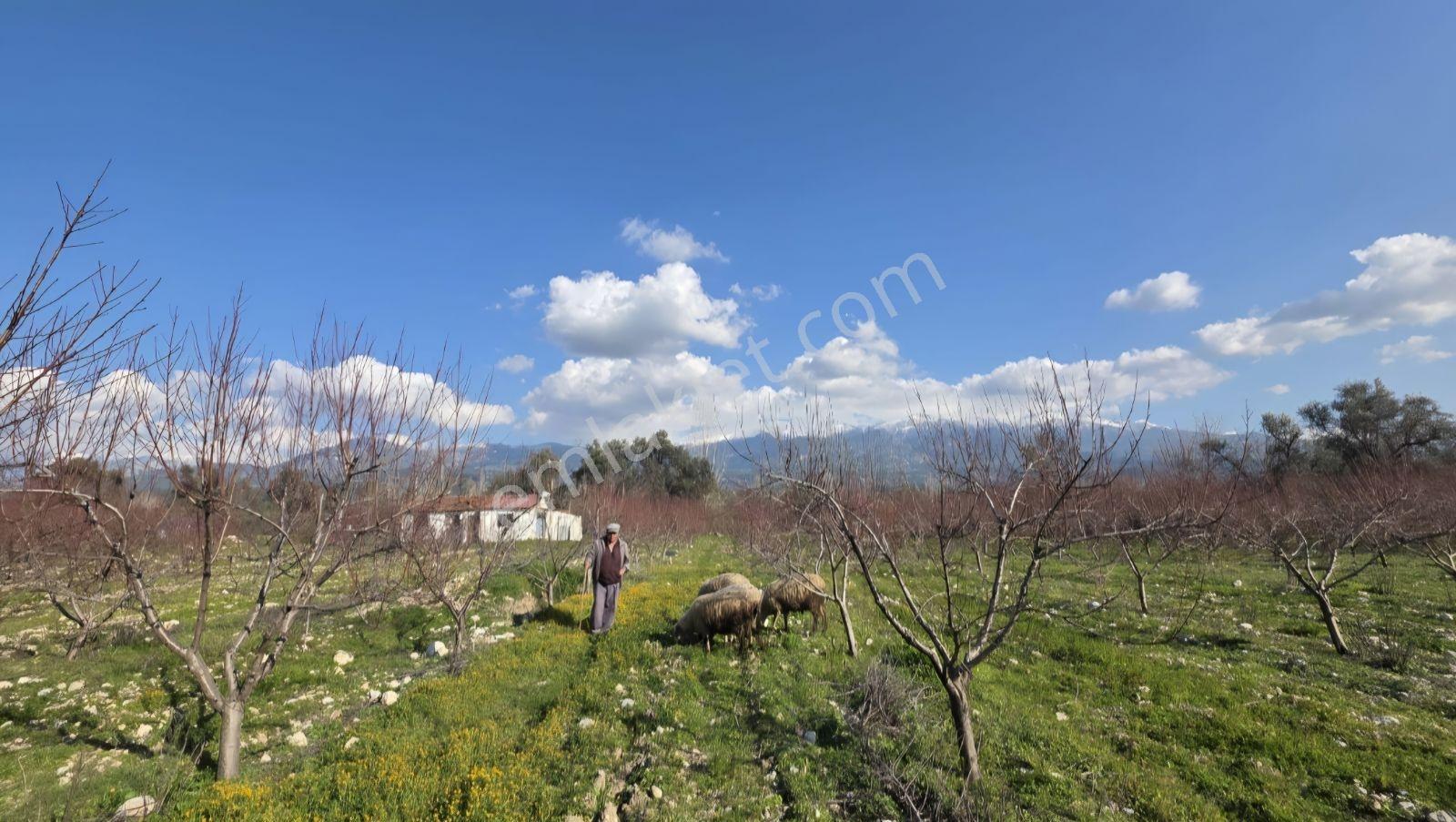 Yetkili Ofis-fethiye'ye 30km 100 Dönüm Şeftali Çiftliği Evleri - Görsel 8