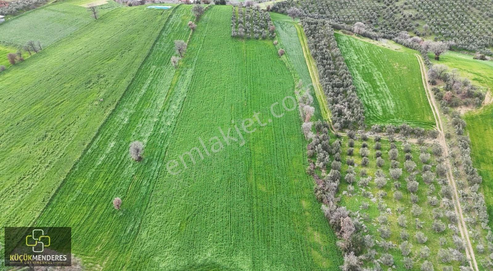 Küçük Menderes'ten Kiraz Yeniköy Mh. Satılık Zeytinlik Ve Tarla - Görsel 2