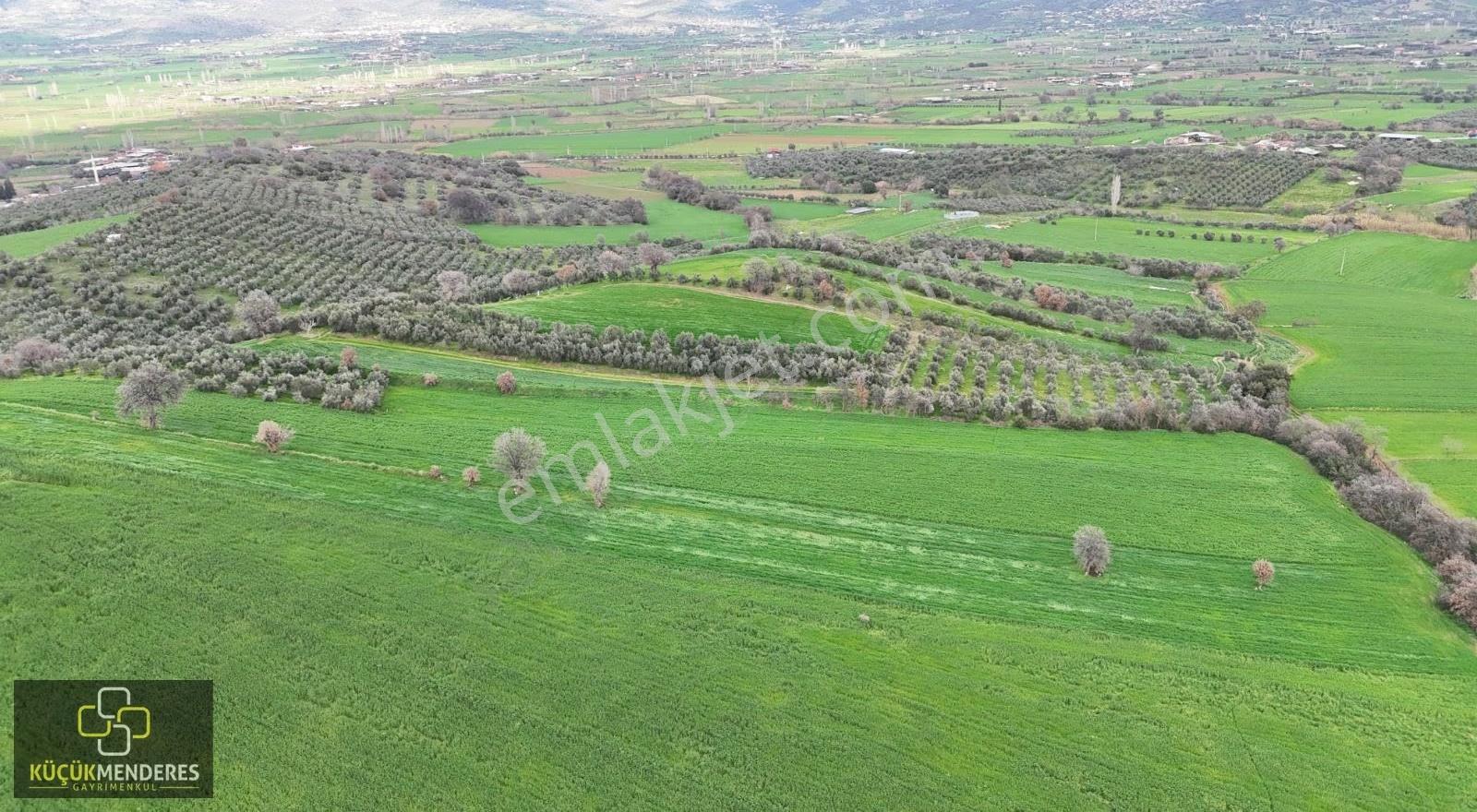 Küçük Menderes'ten Kiraz Yeniköy Mh. Satılık Zeytinlik Ve Tarla - Görsel 6