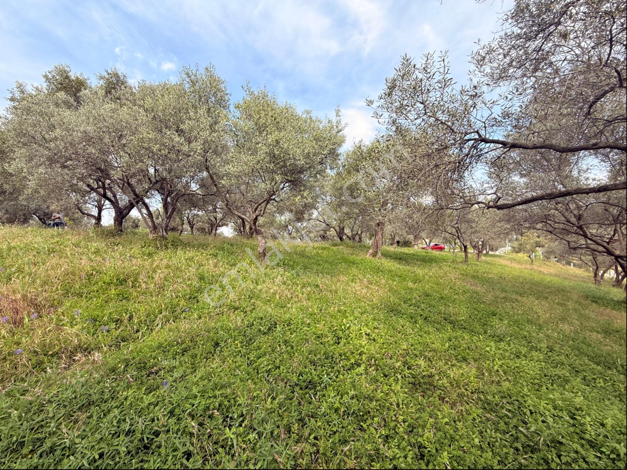 Bozköy'de Manzaralı, Tek Tapulu 2.590 M² Satılık Zeytinlik - Görsel 3