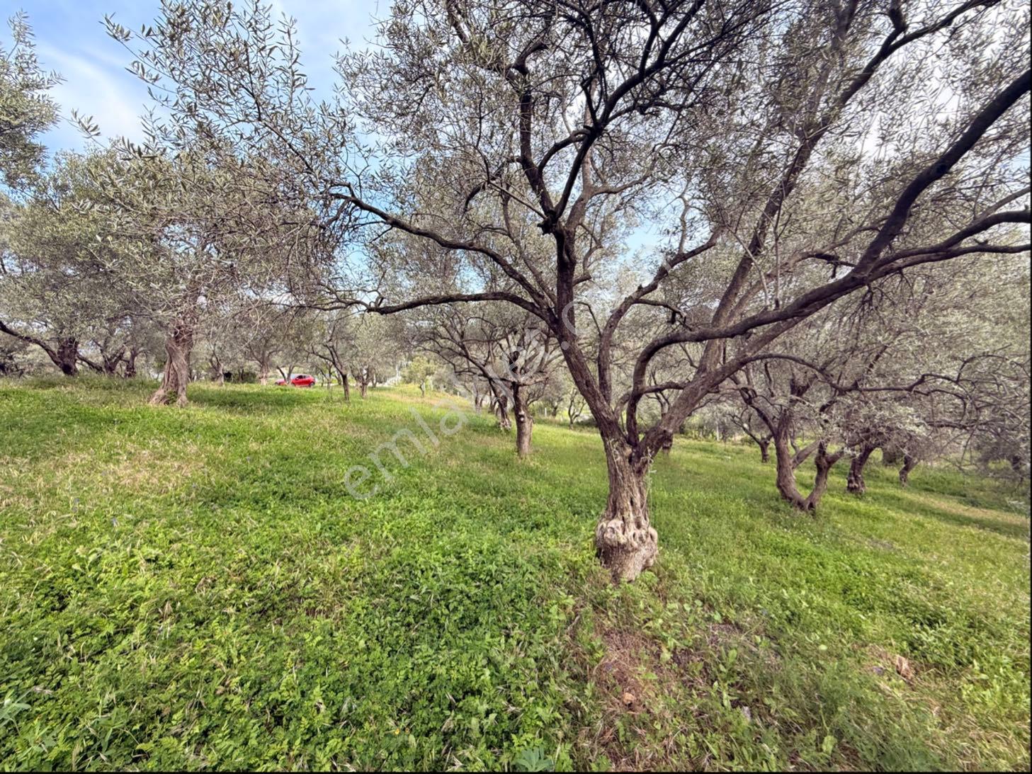 Bozköy'de Manzaralı, Tek Tapulu 2.590 M² Satılık Zeytinlik - Görsel 2