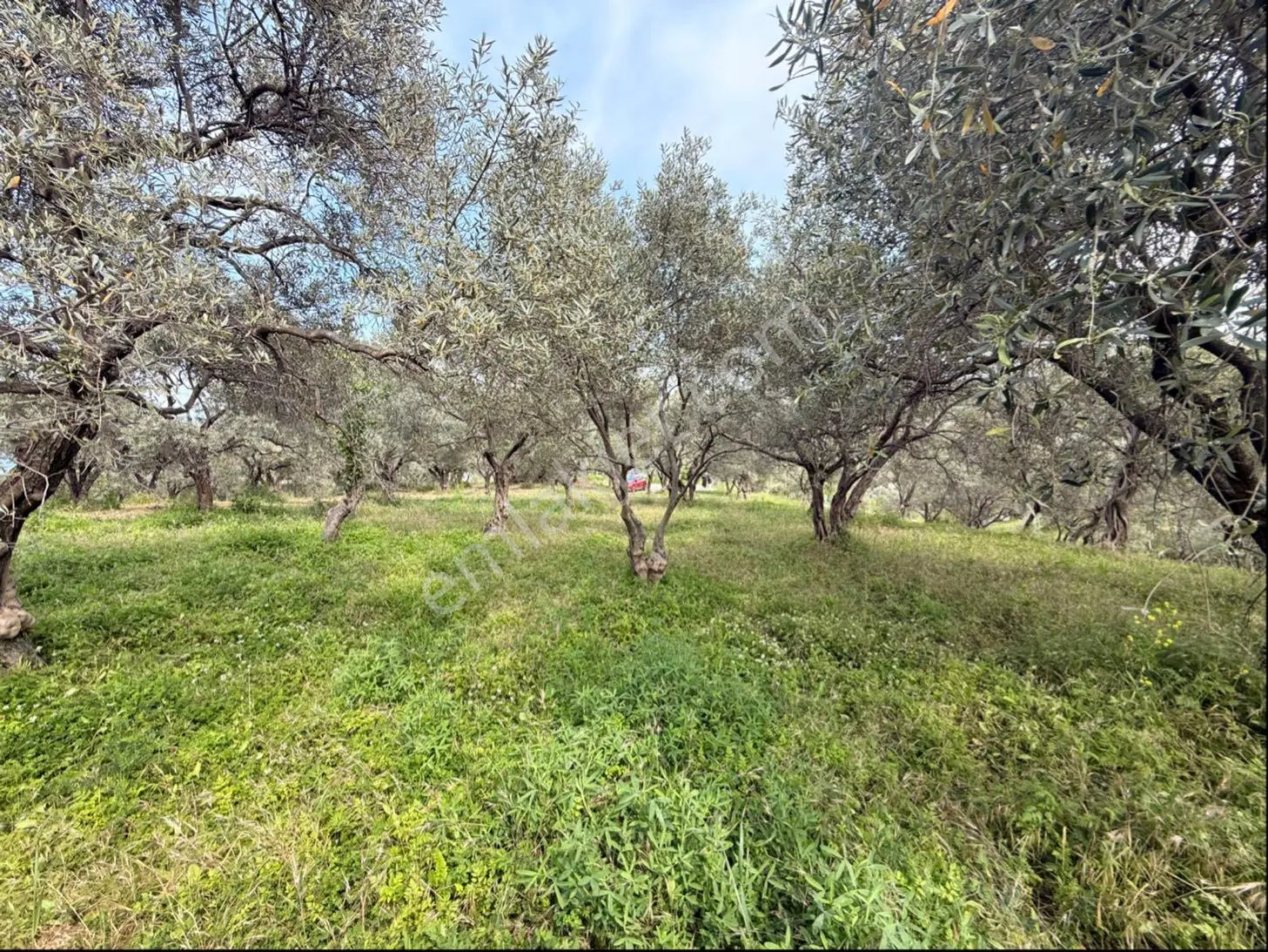 Bozköy'de Manzaralı, Tek Tapulu 2.590 M² Satılık Zeytinlik - Görsel 5
