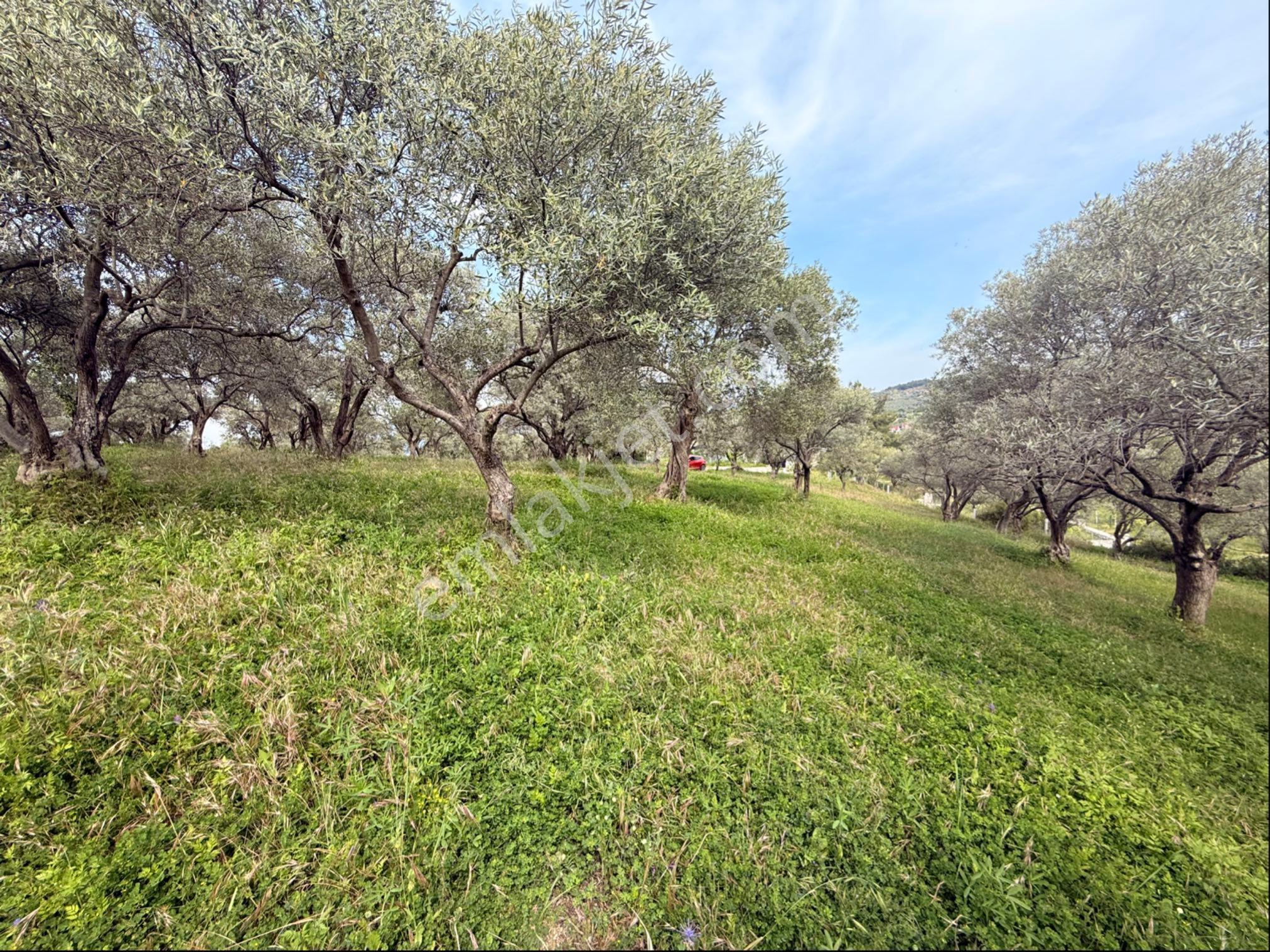 Bozköy'de Manzaralı, Tek Tapulu 2.590 M² Satılık Zeytinlik - Görsel 4