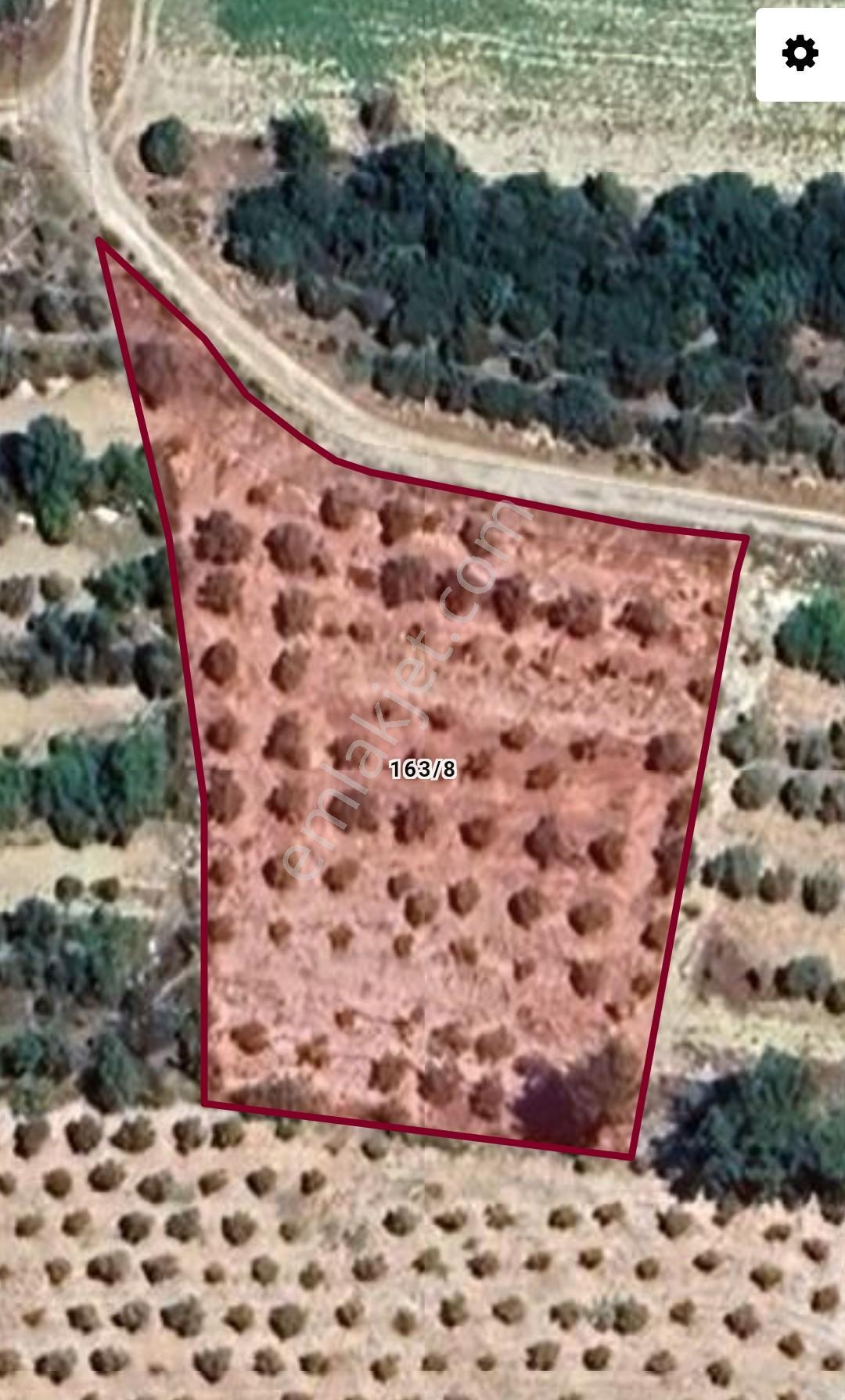 Liderden Karacasu Yenicede Satılık 3,427 M2 Zeytinlik