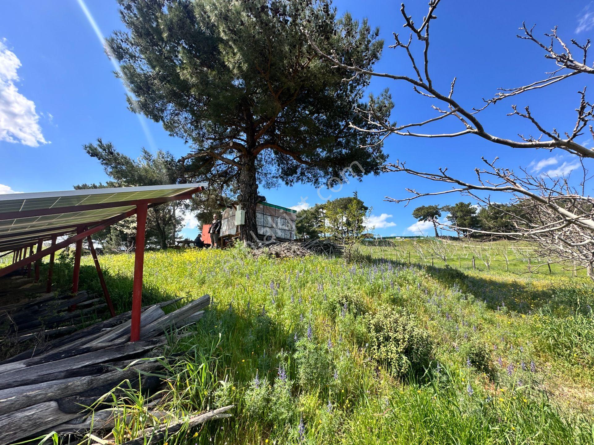 ▀▄mera Emlaktan Havran Kalabakta Doğayla İç İçe 16.378m2 Tarla - Görsel 13