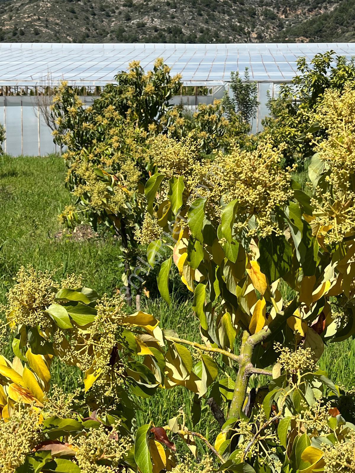 Mersin Anamur Satılık Müstakil Arsa - Görsel 8