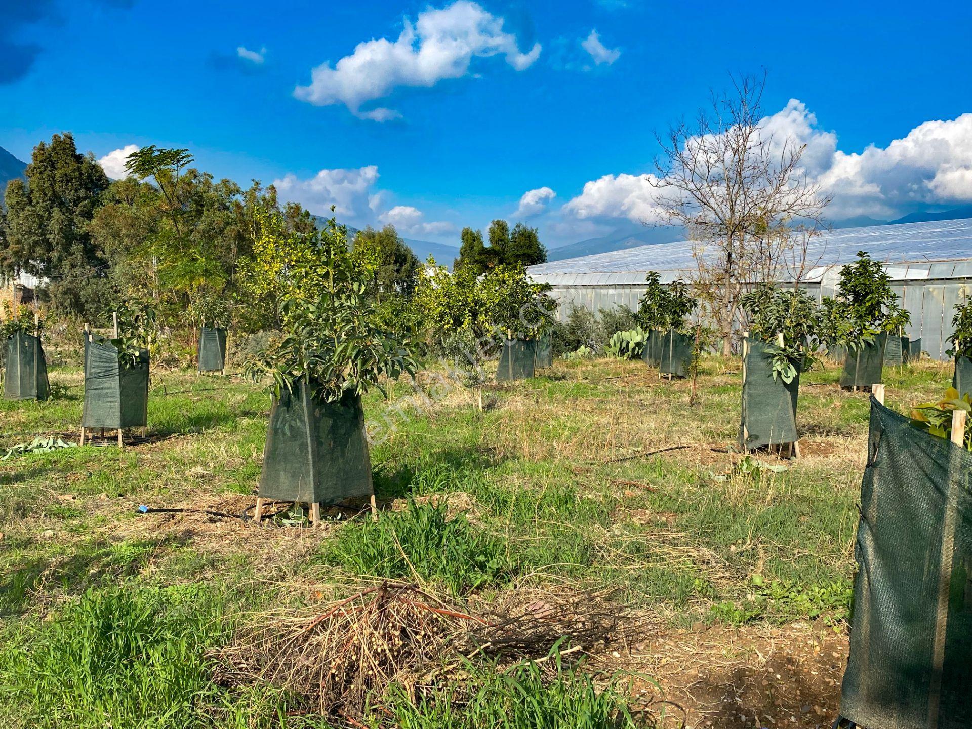 Mersin Anamur Satılık Müstakil Arsa - Görsel 2