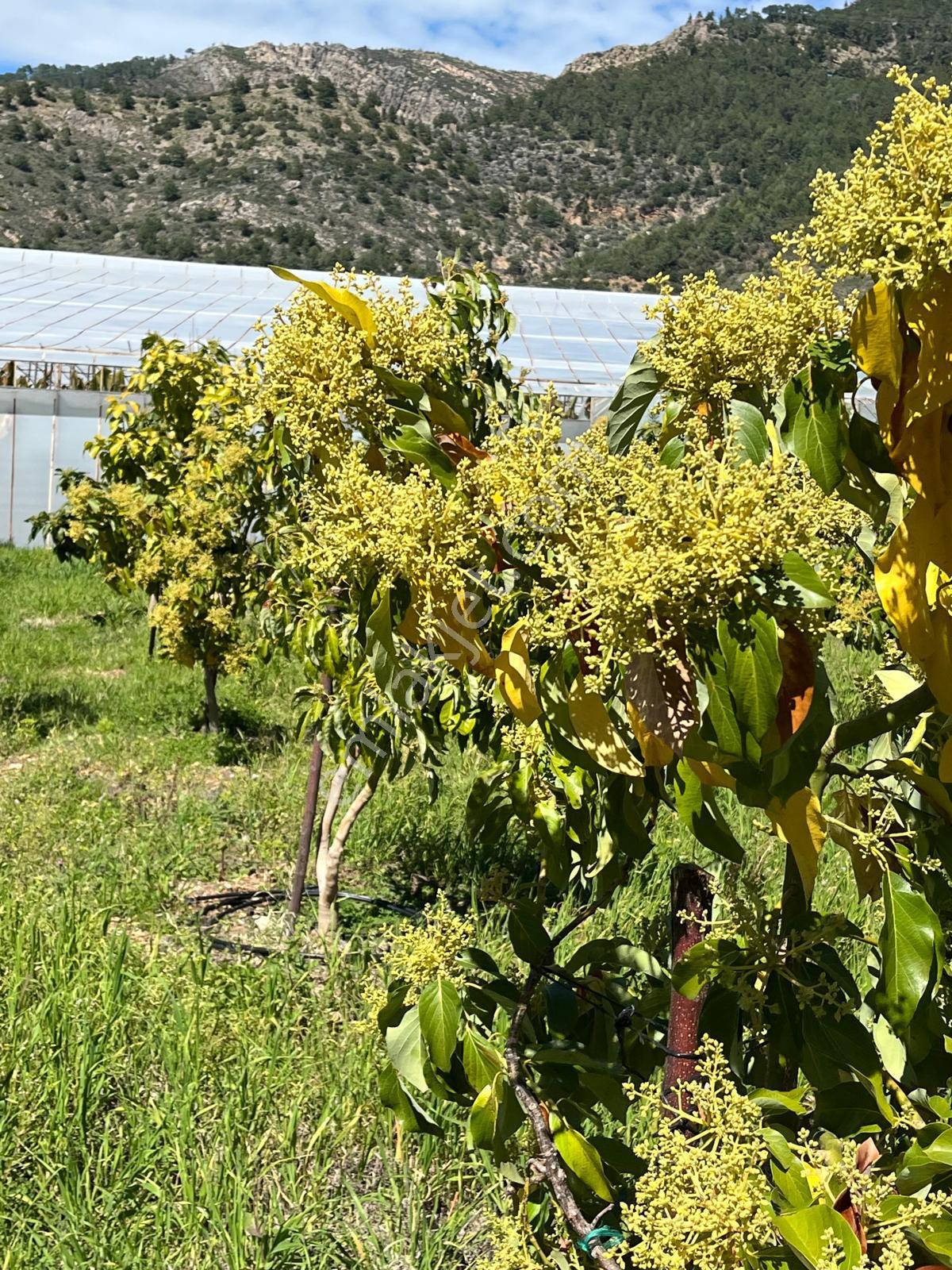Mersin Anamur Satılık Müstakil Arsa - Görsel 10