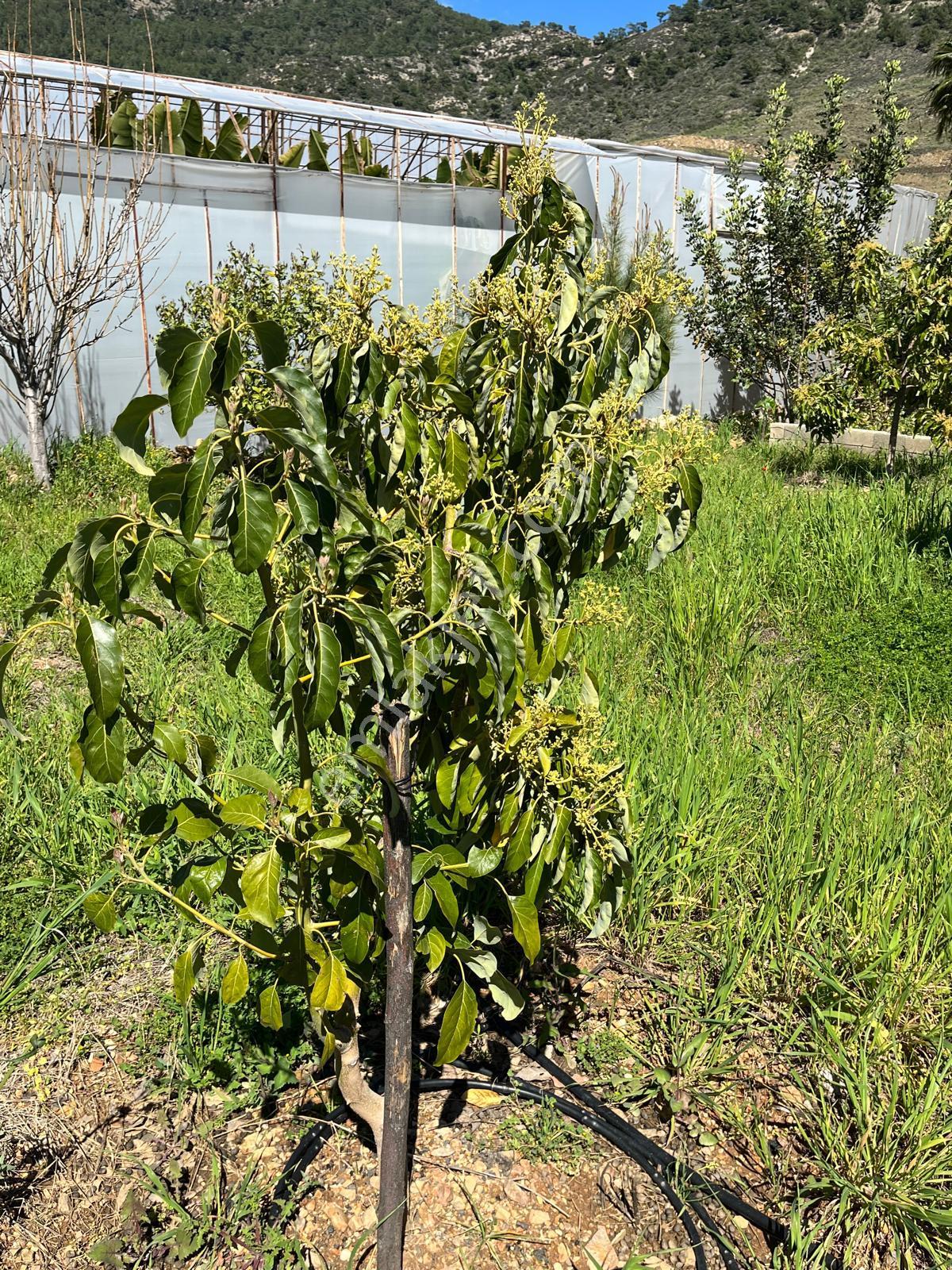 Mersin Anamur Satılık Müstakil Arsa - Görsel 12