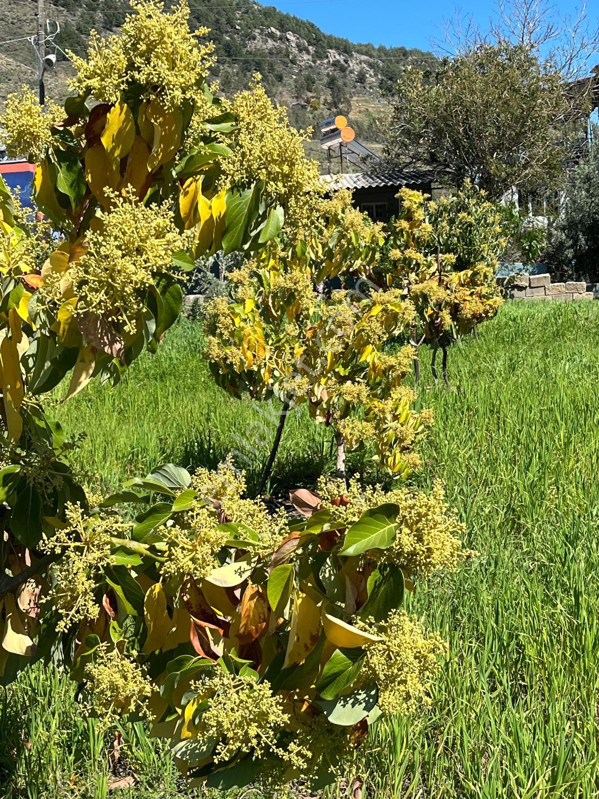 Mersin Anamur Satılık Müstakil Arsa - Görsel 13