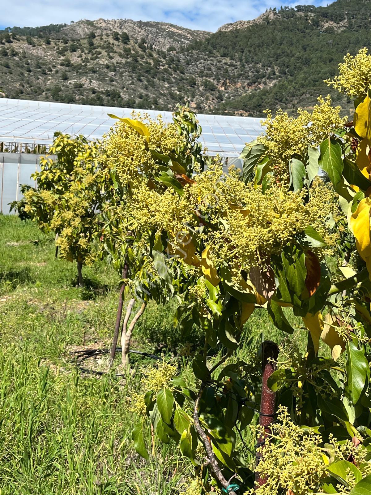 Mersin Anamur Satılık Müstakil Arsa - Görsel 9