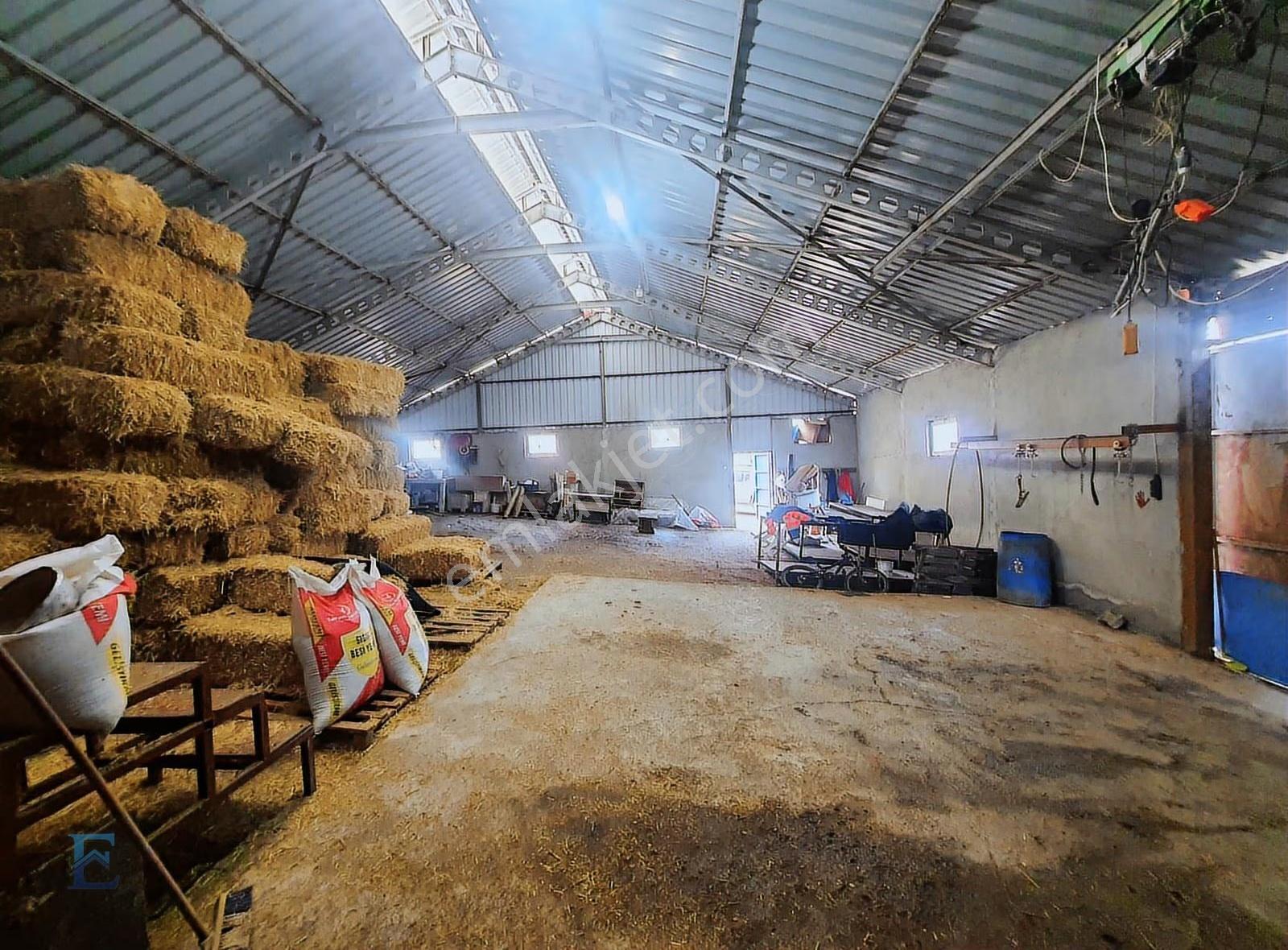 İrşadiyede Yatırımlık Çiftlik: 120 Başlık Ahır, Ev Ve Arsa - Görsel 17
