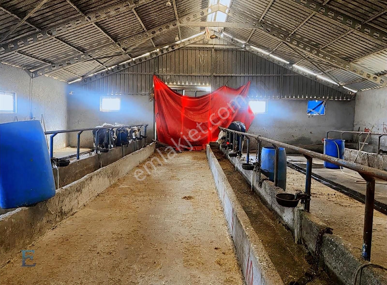 İrşadiyede Yatırımlık Çiftlik: 120 Başlık Ahır, Ev Ve Arsa - Görsel 7