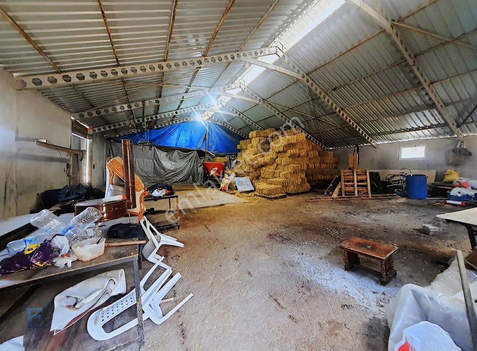 İrşadiyede Yatırımlık Çiftlik: 120 Başlık Ahır, Ev Ve Arsa - Görsel 15