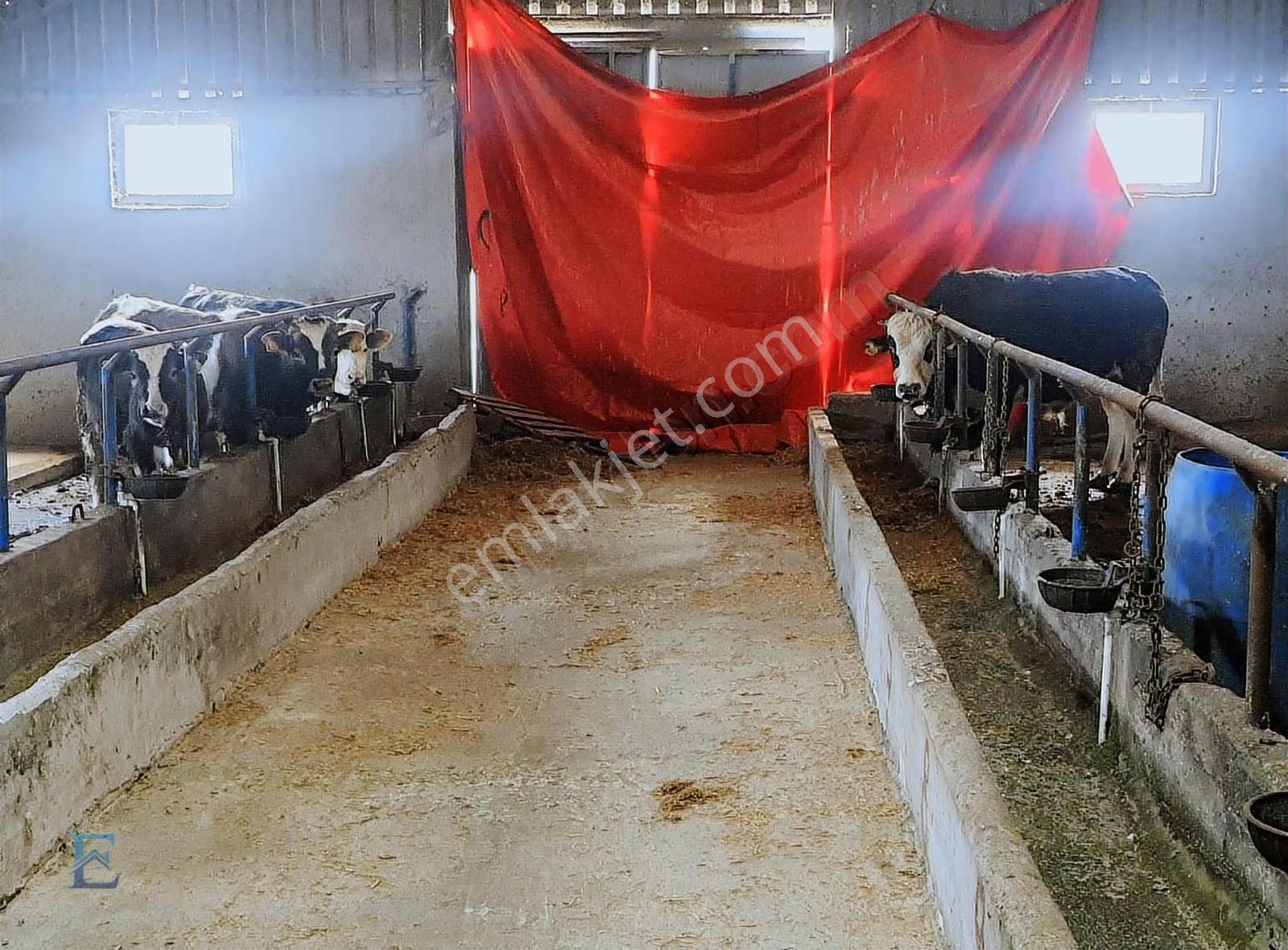 İrşadiyede Yatırımlık Çiftlik: 120 Başlık Ahır, Ev Ve Arsa - Görsel 8