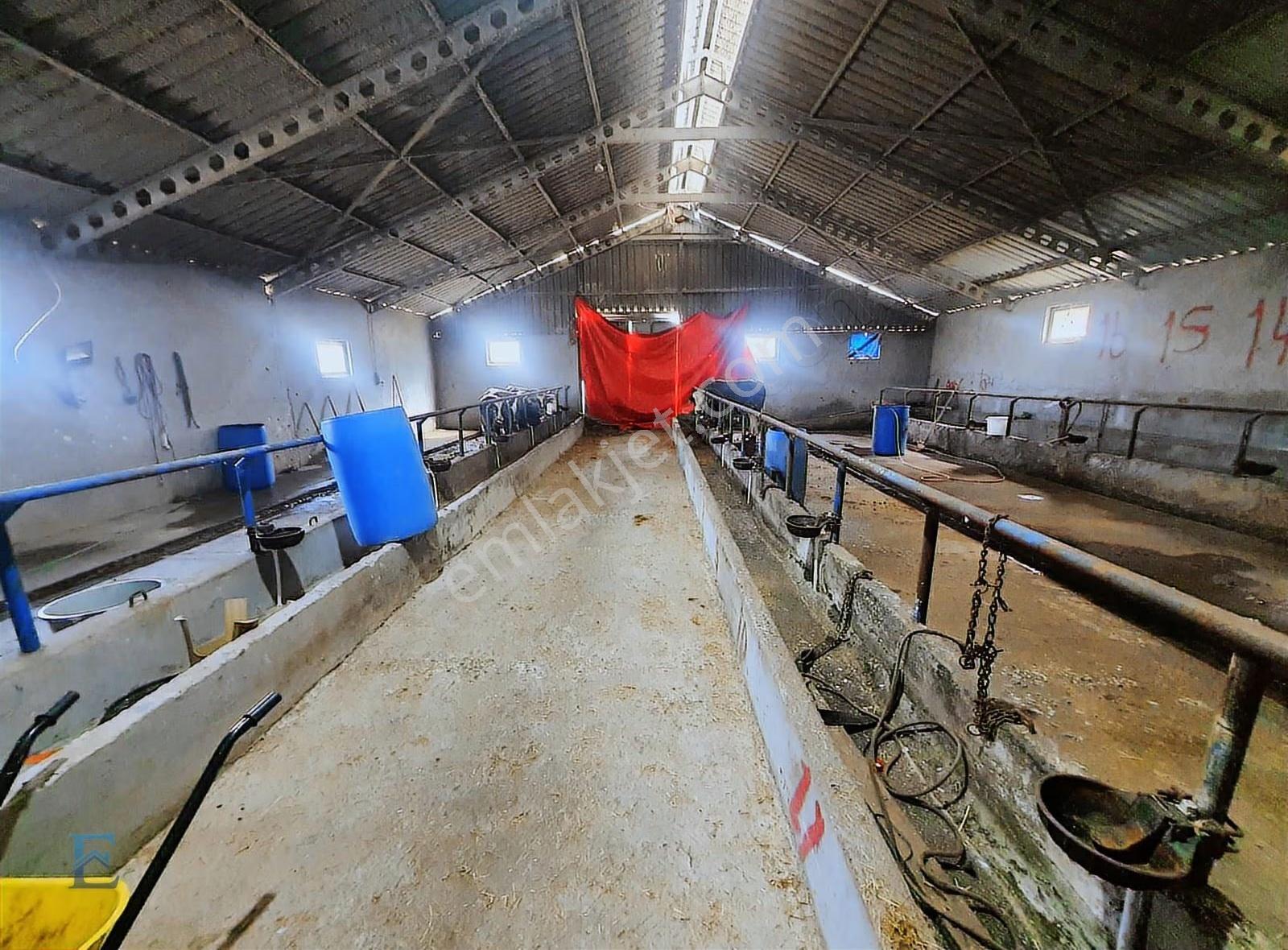 İrşadiyede Yatırımlık Çiftlik: 120 Başlık Ahır, Ev Ve Arsa - Görsel 24