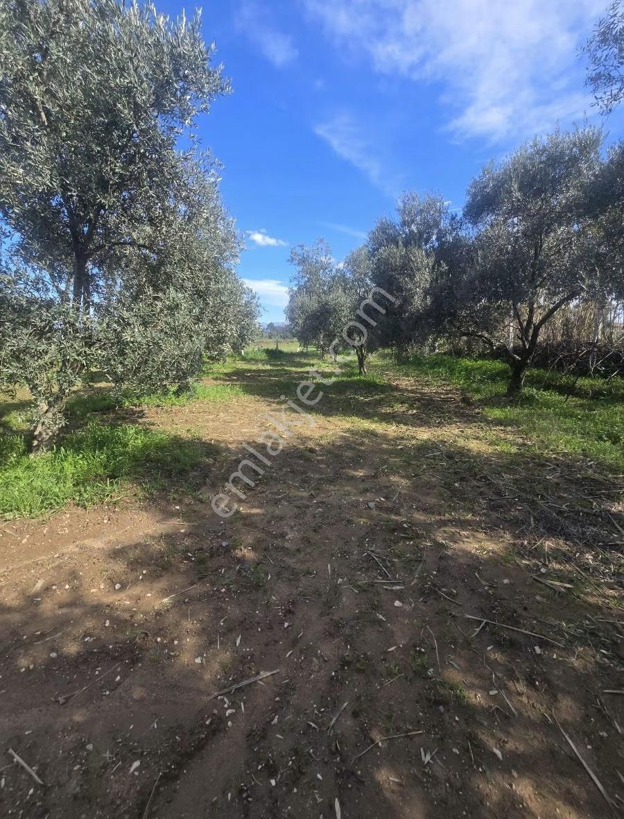 Tire Gökçen Yolu Üstünde 9912 M2 Elektrik Suyu Evi Olan Tarla - Görsel 19