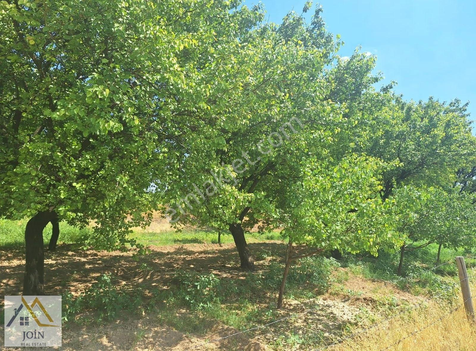 Malatya Hava Limanına Yakın Mesefade Kayısı Bahçesi - Görsel 7