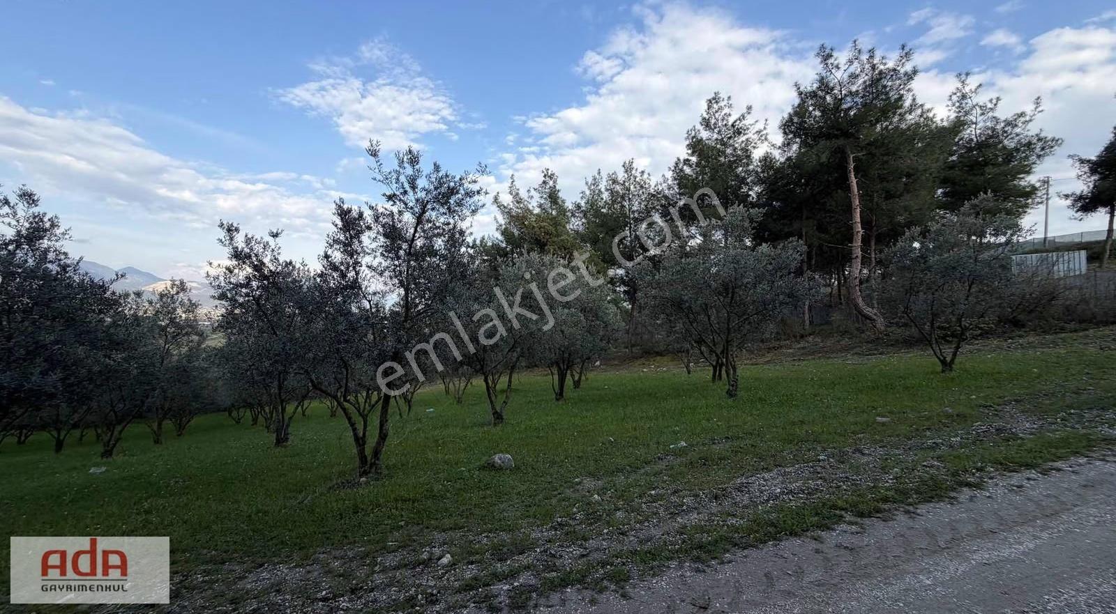 Manzaralı Satılık Müstakil Zeytin Bahçesi Şeyhvarmaz, Pamukova - Görsel 10