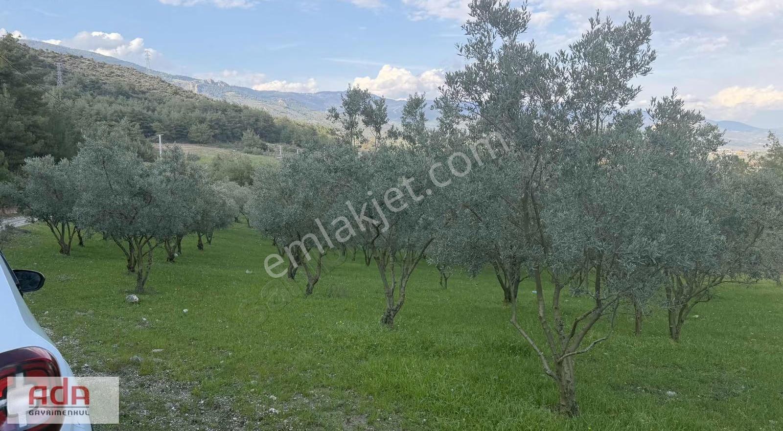 Manzaralı Satılık Müstakil Zeytin Bahçesi Şeyhvarmaz, Pamukova - Görsel 9