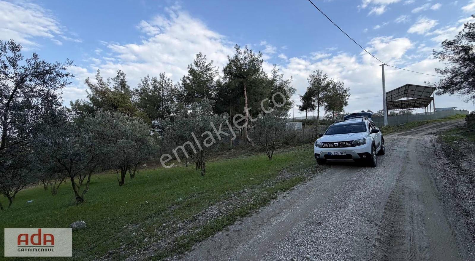 Manzaralı Satılık Müstakil Zeytin Bahçesi Şeyhvarmaz, Pamukova - Görsel 13