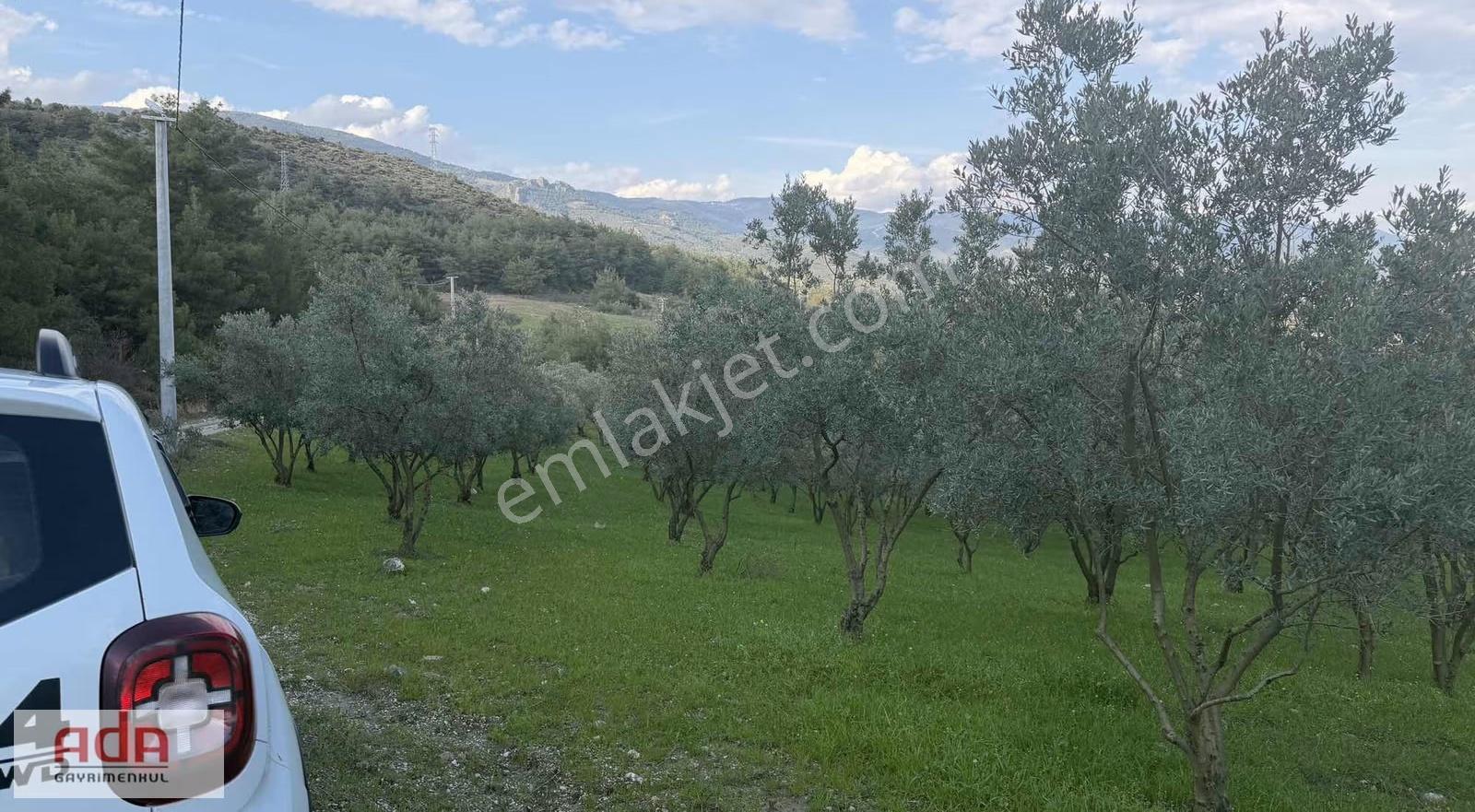 Manzaralı Satılık Müstakil Zeytin Bahçesi Şeyhvarmaz, Pamukova - Görsel 3