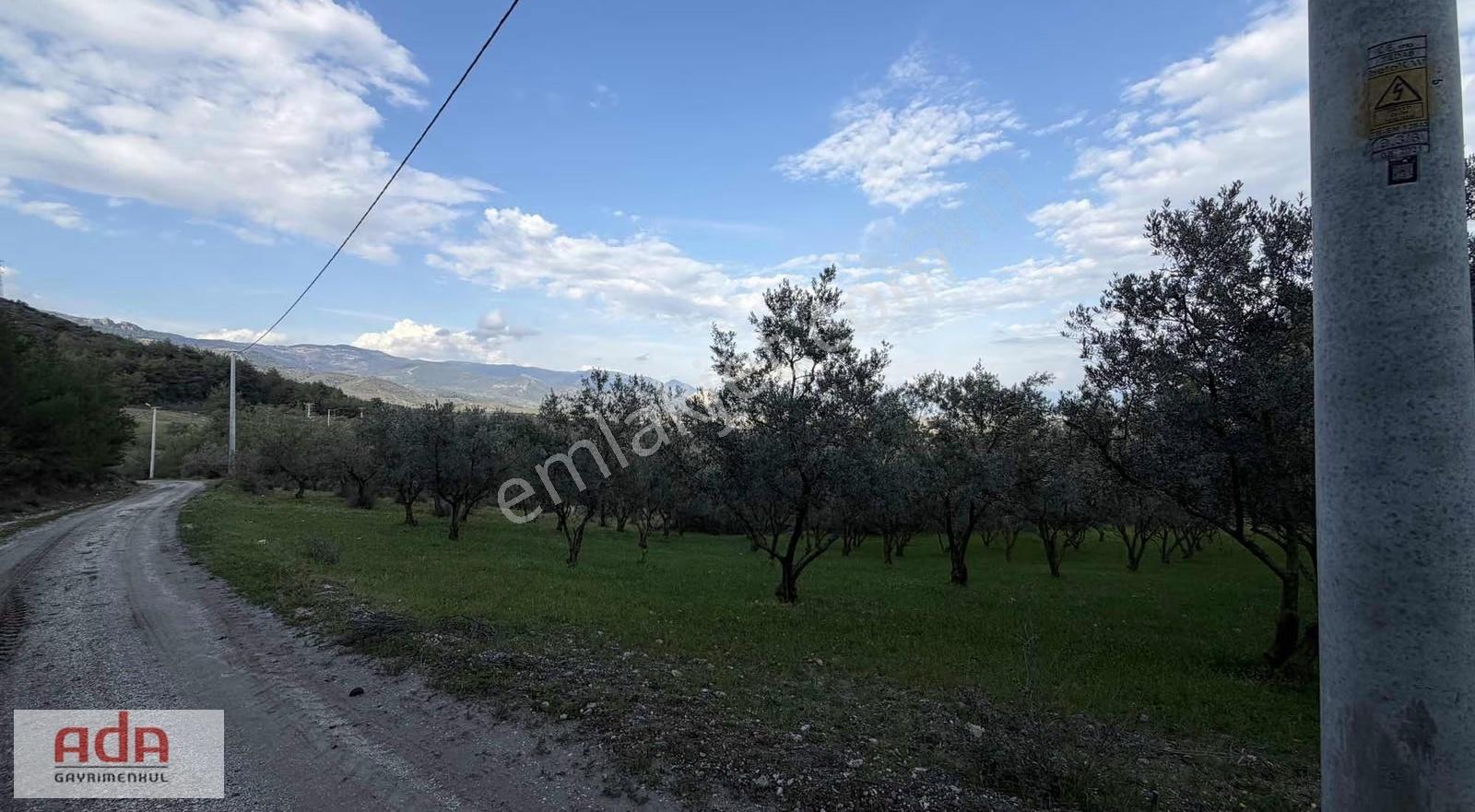 Manzaralı Satılık Müstakil Zeytin Bahçesi Şeyhvarmaz, Pamukova - Görsel 8