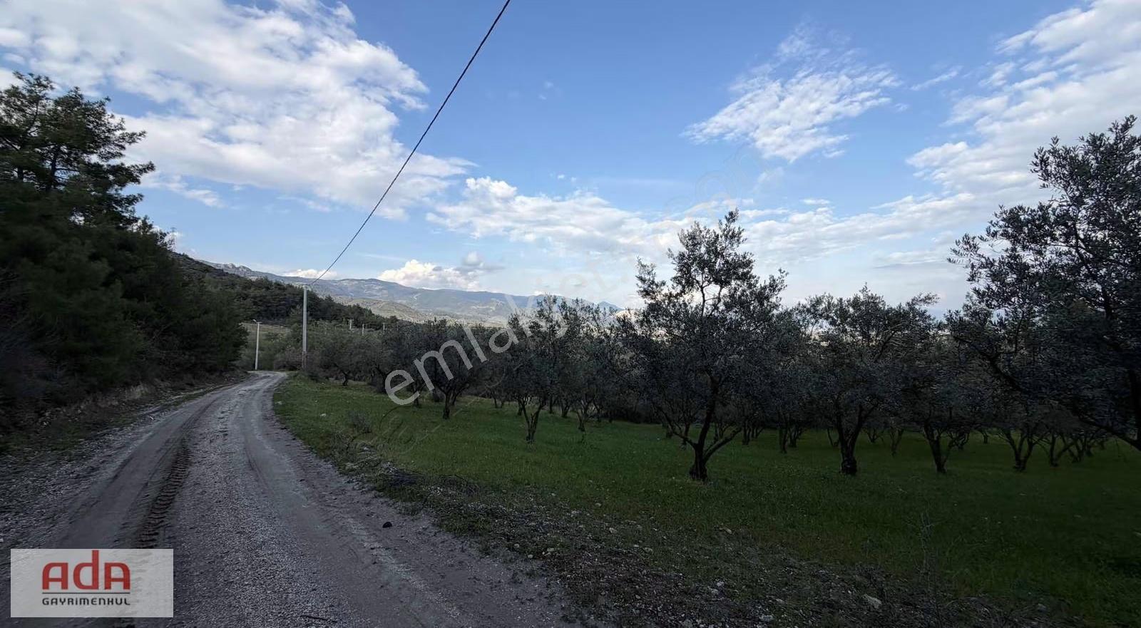 Manzaralı Satılık Müstakil Zeytin Bahçesi Şeyhvarmaz, Pamukova - Görsel 2